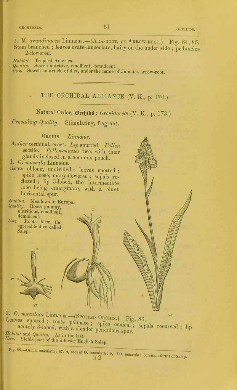ORCUIDS. 1. M. arundinacea Linna>us.—(Aua-root, or Arrow-root.) Fig. 84, 85. Stem branched ; leaves ovate-lanceolate, liairj on the under side ; peduncles 2-flowered. JIabifat. Tropical America. Qmlily. Stai-ch nuti-itive, emollient, demulcent. Uses. Starch an article of diet, under the name of Jamaica arrow-root. . THE ORCHIDAL ALLIANCE (V. K., p. 170.) Natural Order, Orr^OfiS; OrcUdacece (V. K., p. 173.) Prevailing Quality. Stimulating, fragrant. Orchis. Linnaeus. Anther terminal, erect. Lip spurred. Pollen sectile.^ Pollen-masses two, with their glands inclosed in a common pouch. 1. 0. masGula Linnteus. Roots oblong, undivided ; leaves spotted ; spike loose, many-flowered ; sepals re- flexed ; lip 3-lobed, the intermediate lobe being emarginate, with a blunt horizontal spur. Hcibitat. Meadows in Eiu-ope. Quality. Roots gummy, nutritious, emollient, demulcent. Uses. Roots fom the agreeable diet called Salep. EalUat^nA quality. As in the last. ^ Uses. Yields part of the inferior EngUsh Salep. Fig. SG.-Orchis maculata; 87. a, root of O.^uta • 6 ot7Z7~, ^cumtn, 0, Of 0. tnascula; common forms of Salep.