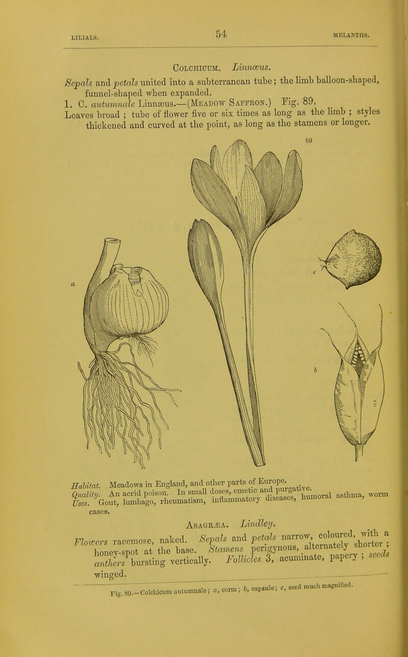 CoLCHicuM. Linnceus. Sepals and petals united into a subterranean tube; tbe limb balloon-sbaped, funnel-shaped when expanded. 1. C. autumnale Linna3us.—(Meadow Saffron.) Fig. 89. Leaves broad ; tube of flower five or six times as long as the limb ; styles thickened and curved at the point, as long as the stamens or longer. Ealitat. Meadows in England, and other parts Euiope. Quality. An acrid poison. I ^.^^^l^o^J^^'^^f'^^^'^lS^*^^^^^^ asthma, worm Uses. Gout, lumbago, rheumatism, inflammatory diseases, numora cases. AsAGR/EA. Lindley. Flov^ers racemose, naked. Seinds and petals --'^^'ll^'l^^^^^^ honev-sT)ot at the base. Stamens pengynous, alternately siioiter SJJbuvsting vertically. Follicles 3, acuminate, papery ; seeds winged. — p:ig:79.rcolclucum autumnale; a.conu; 6, capsule; c, seed muchmngniRed.