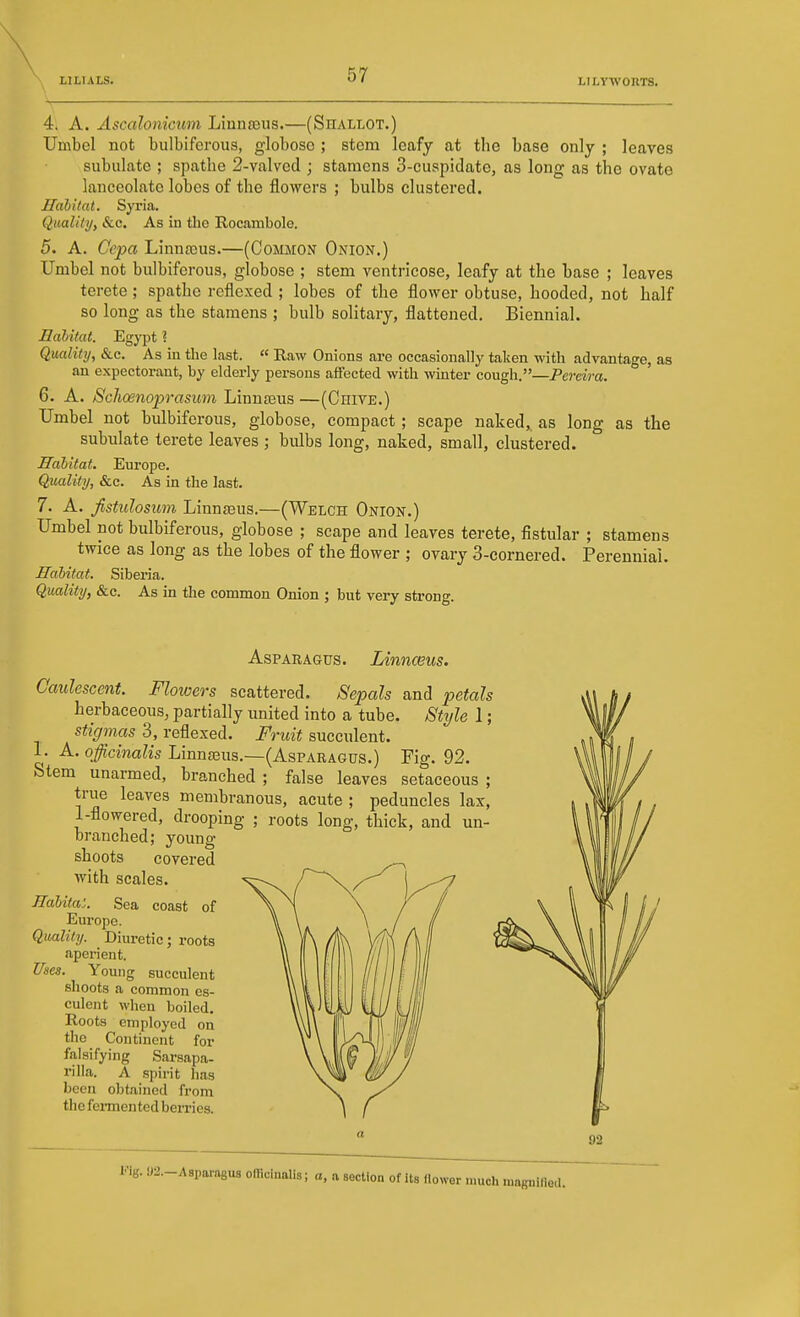 N 1 — 4't A. Ascalonicum Liunajus.—(Shallot.) Umbel not bulbiferous, globose ; stem leafy at the base only ; leaves subulate ; spathe 2-valvecl; stamens 3-cuspidate, as long as the ovate lanceolate lobes of the flowers ; bulbs clustered. Habitat. Syria, Qualitijy &.C. As in the Rocambole. 5. A. Cepa LimiEcus.—(Common Onion.) Umbel not bulbiferous, globose ; stem ventricose, leafy at the base ; leaves terete; spathe reflexed ; lobes of the flower obtuse, hooded, not half so long as the stamens ; bulb solitary, flattened. Biennial. Habitat. Egypt ? Quality, &c. As in the last. « Raw Onions are occasionally taken with advantage, as an expectorant, by elderly persons afifected with winter cough.—Percira. 6. A. Schoenoprasum Linnasus —(Chive.) Umbel not bulbiferous, globose, compact ; scape naked, as long as the subulate terete leaves ; bulbs long, naked, small, clustered. Habitat. Europe. Quality, &c. As in the last. 7. A. Jistulositm Linnfeus.—(Welch Onion.) Umbel not bulbiferous, globose ; scape and leaves terete, fistular ; stamens twice as long as the lobes of the flower ; ovary 3-cornered. Perennial. Habitat. Siberia. Quality, &c. As in the common Onion ; but very strong. AspABAGus. Linnceus. Caulescent. Flowers scattered. Sepals and petals herbaceous, partially united into a tube. Style 1; stigmas 3, reflexed. Fruit succulent. 1. A. officinalis Linnaaus.—(Asparagus.) Fig. 92. Stem unarmed, branched ; false leaves setaceous ; true leaves membranous, acute ; peduncles lax, 1-flowered, drooping ; roots long, thick, and un- branched; young shoots covered with scales. Habita:. Sea coast of Europe. Quality. Diuretic; roots .aperient. Uses. Young succulent shoots a common es- culent when boiled. Roots employed on the Continent for falsifying Sarsapa- rilla. A spirit li.is been obtained from the feimented berries. Fig. ya.-Asparnfius onicinalis; a, a section of Us How ■or much ningnilleil.