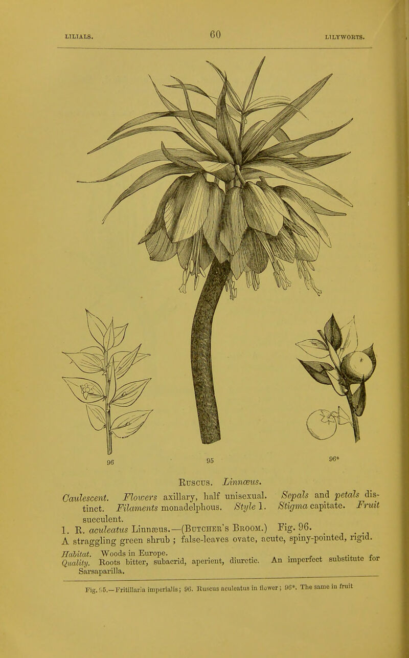 Ruscus. Linnaeus. Caulescent. Flowers axillary, half unisexual. Sepals and petals dis- tinct. i?'i^amen<s monadelplious. Style I. /S%ma capitate. Fruit succulent. 1. E. aculeatus Linnajus.—(Butcher's Broom.) Fig. 96. _ _ A straggling green shrub ; false-leaves ovate, acute, spiny-pointed, rigid. Hahitat. Woods in Europe. r ^ i f„- Quality. Roots bitter, subacrid, aperient, diuretic. An imperfect substitute lor Sarsaparilla. Fig.!,5.-Fritillariainiperialis; 9G. Ruscus aculeatus in llower; 9G». The same in fruit