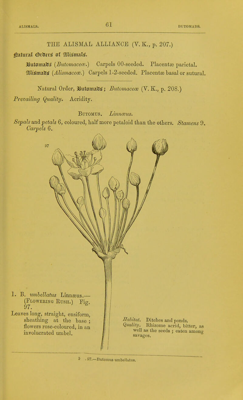 THE ALISMAL ALLIANCE (V. K., p. 207.) i|2atural ©i&n-iS of SllisjnaljS. 3lSut0inairi (Butomacece.) Carpels OO-sceded. Placentae parietal. ?llt^mnUi{ {Alismacece.) Carpels 1-2-seeded. Placentae basal or sutural. Natural Order, 38ut0maU^; Butomacece (V. K., p. 208.) Prevailing Quality. Acridity. BuTOMUs. Linnceus. Sepals and petals 6, coloui-ed, half more petaloid than the others. Stamens 9. Carpels 6. 1. B. umhellatus Linnasus (Flowering Rush.) Fi^. 97. ^ Leaves long, straight, ensiform, sheathing at the base ; flowers rose-coloured, in an iuTolucrated umbel. JJahUat. Ditches and ponds. Quality. Rhizome acrid, bittei-, as well as the seeds ; eaten among savag-es. ■ f7.—Butomiifl umbelliitiis.