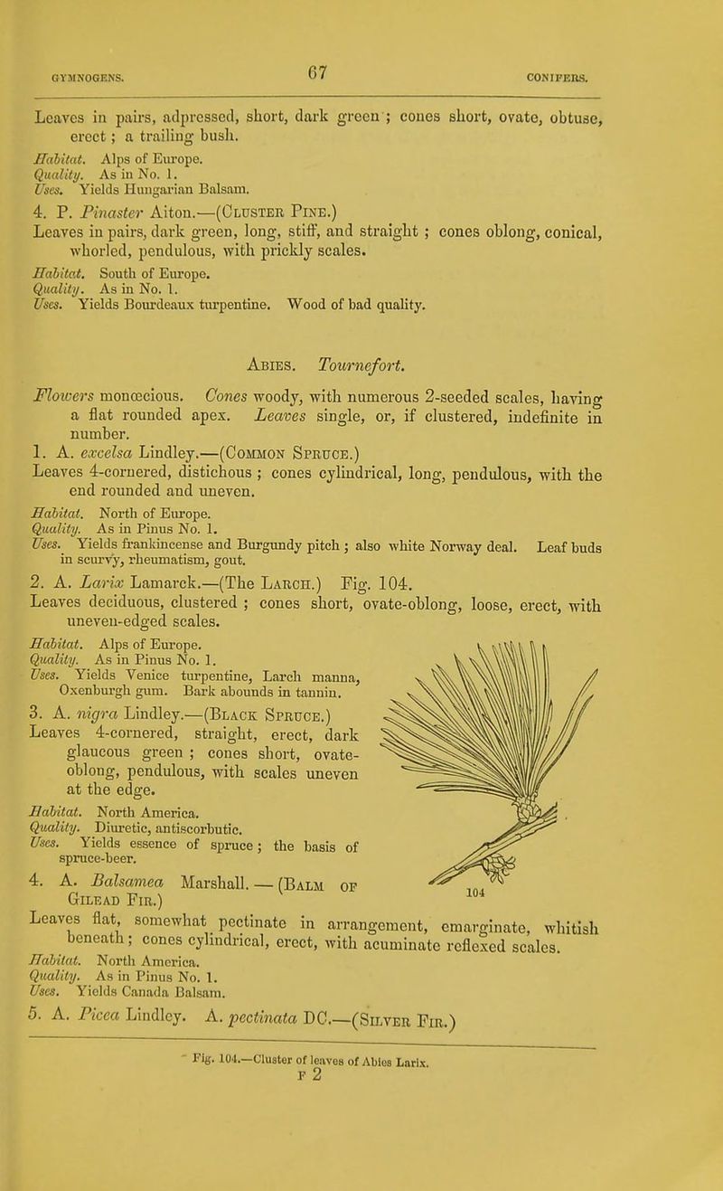 Leaves in pairs, adprcsscd, short, dark green ; cones short, ovate, obtuse, erect ; a traihng busli. Habitat, Alps of Europe. Quality. As in No. 1. Uses. Yields Himgainan Balsam. 4. P. Pinaster Aiton.—(Cluster Pine.) Leaves in pairs, dark green, long, stiff, and straight ; cones oblong, conical, whorled, pendulous, with prickly scales. Malitat. South of Europe. Qualiti/. As in No. 1. Uses, Yields Bourdeaux turpentine. Wood of bad quality. Abies. Tournefort. Floioers monfficious. Cones woody, with numerous 2-seeded scales, having a flat rounded apex. Leaves single, or, if clustered, indefinite in number. 1. A. cxcelsa Lindley.—(Common Spruce.) Leaves 4-coruered, distichous ; cones cylindrical, long, pendulous, with the end rounded and imeven. Habitat. North of Europe. Quality. As in Pinus No. 1. Uses. Yields frankincense and Burgundy pitch ; also white Norway deal. Leaf buds in scurvy, rheumatism, gout. 2. A. Larix Lamarck.—(The Larch.) Fig. 104. Leaves deciduous, clustered ; cones short, ovate-oblong, loose, erect, with uneven-edged scales. Habitat. Alps of Europe. Quality. As in Pinus No. 1. Uses. Yields Venice turpentine, Larch manna, Oxenburgh gum. Bark abounds in tannin, 3. A. nigra Lindley.—(Black Spruce.) Leaves 4-cornered, straight, erect, dark glaucous green ; cones short, ovate- oblong, pendulous, with scales uneven at the edge. Habitat. North America. Quality. Dim-etic, antiscorbutic. Uses. Yields essence of spinice spruce-beer. 4. A. Balsamea Gilead Fir.) Leaves flat somewhat pectinate in arrangement, cmarglnatc, whitisli beneath; cones cylindrical, erect, with acuminate reflexed scales. Habitat. North America. Quality. As in Pinus No. I. Uses. Yields Canada Balsam. 5. A. Picea Lindley. A. pectinata DC—(Silver Fir.) the basis of Marshall. — (Balm of Fig. 104.—Cluster of leaves of Abies Larix. F 2