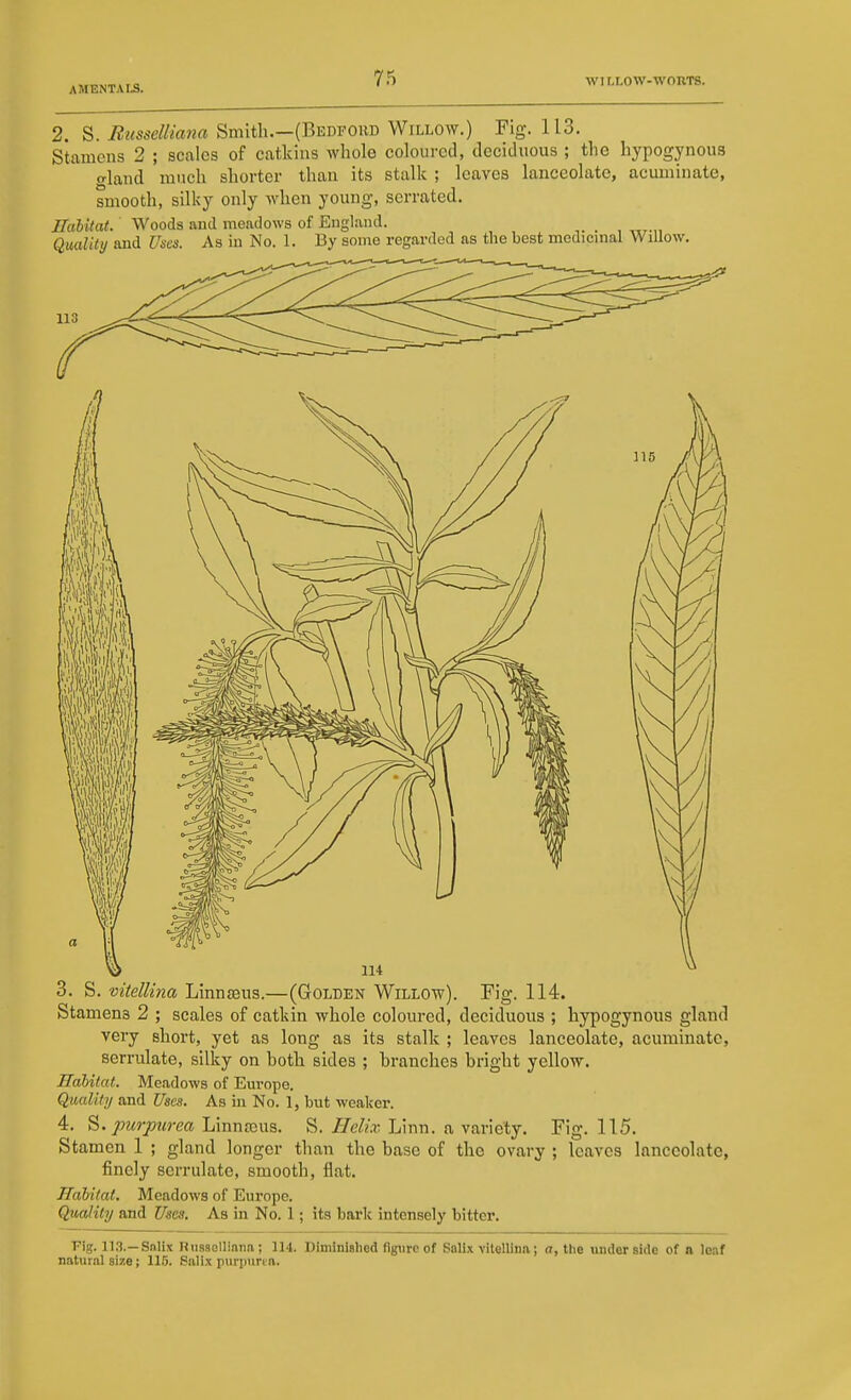 2. S. Busselliana Smith.-(BEDPOHD Willow.) Pig. 113. Stamens 2 ; scales of catkins whole coloured, deciduous ; the hypogynous o-land much shorter than its stalk ; leaves lanceolate, acuminate, smooth, silky only when young, serrated, Ualitat. Woods and meadows of England. Qmlity and Uses. As in No. 1. By some regarded as the best medicnial Willow. 3. S. vitellina LInnseus.—(Golden Willow). Fig. 114. Stamens 2 ; scales of catkin whole coloured, deciduous ; hypogynous gland very short, yet as long as its stalk ; leaves lanceolate, acuminate, serrulate, silky on both sides ; branches bright yellow. Hahilat. Meadows of Europe. Quality and Uses. As in No. 1, but weaker. 4, S. purjnirca Linntcus. S. Helix Linn, a variety. Fig. 115. Stamen 1 ; gland longer than the base of the ovary ; leaves lanceolate, finely serrulate, smooth, flat. Habitat. Meadows of Europe. Quality and Uses. As in No. 1; its bark intensely bitter. Fig. 11,3.—Sniix Riisselliana; 114. Diminished %iro of Palix viteUliia; a, the underside of n leaf natural size; 115. Salix purpnrt a.