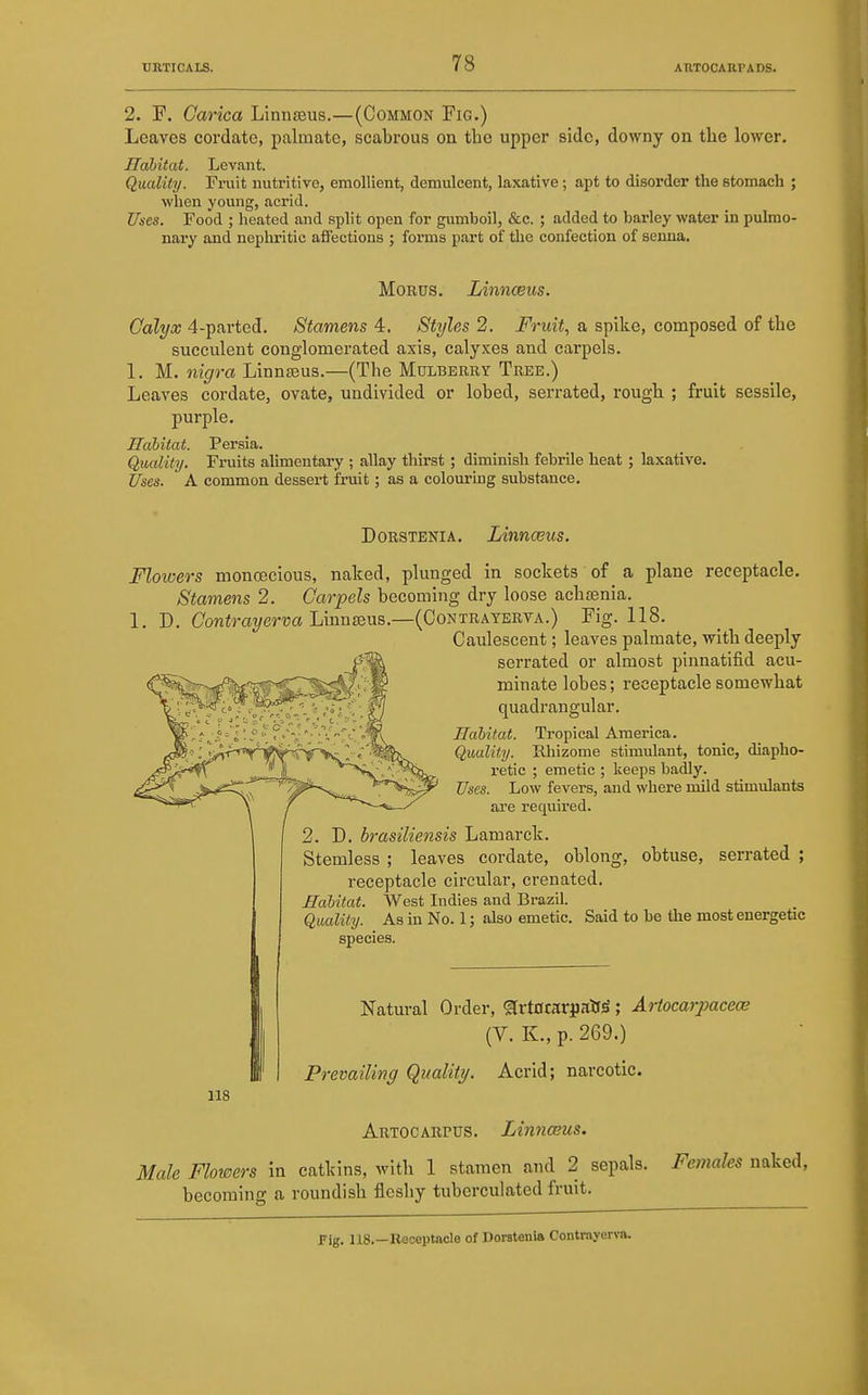 2. F. Garica LinniBus.—(Common Fig.) Leaves cordate, palmate, scabrous on the upper side, downy on the lower. Habitat. Levant. Quality. Fruit nutritive, emollient, demulcent, laxative; apt to disorder the stomach ; when young, acrid. JJnes. Food ; heated and split open for gumboil, &c. ; added to barley water in pulmo- nary and nephritic affections ; forms part of the confection of senna. MoRus. Linnceus. Calyx 4-parted. Stamens 4. Styles 2. Fruit, a spike, composed of the succulent conglomerated axis, calyxes and carpels. 1. M. nigra Linneeus.—(The Mulberry Tree.) Leaves cordate, ovate, undivided or lobed, serrated, rough ; fruit sessile, purple. Habitat. Persia. Quality. Fruits alimentary ; allay thirst ; diminish febrile heat; laxative. Uses. A common dessert fruit; as a colouring substance. DoRSTENiA. Linnaeus. Flowers monoecious, naked, plunged in sockets of a plane receptacle. Stamens 2. Carpels becoming dry loose achsenia. 1. D. Contrayerva LinuiBiia.—(Contrayerva.) Fig. 118. Caulescent; leaves palmate, with deeply serrated or almost pinnatifid acu- minate lobes; receptacle somewhat quadrangular. Habitat. Tropical America. Quality. Rhizome stimulant, tonic, diapho- retic ; emetic ; keeps badly. Uses. Low fevers, and where mild stimulants are required. 2. D. h-asiliensis Lamarck. Stemless ; leaves cordate, oblong, obtuse, serrated ; receptacle circular, crenated. Habitat. West Indies and Brazil. Quality. As in No. 1; also emetic. Said to be the most energetic species. 118 Natural Order, ^[rtOcartiaifS; Artocarpacea; (V. K., p. 269.) Prevailing Quality. Acrid; narcotic. Artocarpus. Linnceus. Male Flowers in catkins, with 1 stamen and 2 sepals. Females naked, becoming a roundish fleshy tubcrculated fruit. Fig. lis.—Rooeptncle of Dorst«ni» Contrayen-a.