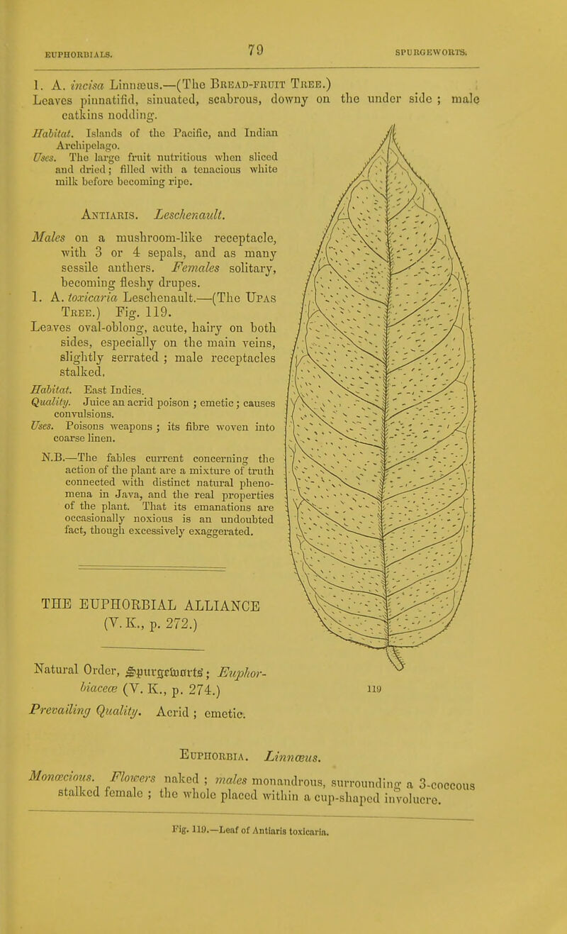 1. A. Linna3us.—(The Bbead-fuuit Thee.) Leaves piiinatifid, siuuatcd, scabrous, downy on the under side ; male catkins nodding. IlaUtat. Islands of the Pacific, and Indian Archipelago. Uses. The large fruit nutritious when sliced and dried; filled with a tenacious white milk before becoming ripe, Antiaris. Leschenault. Males on a mushroom-like receptacle, Avith 3 or 4 sepals, and as many sessile anthers. Females solitary, becoming fleshy drupes. 1. A. toxicaria Leschenault.—(The Upas Tree.) Fig. 119. Leaves oval-oblong, acute, hairy on both sides, especially on the main veins, slightly serrated ; male receptacles stalked. Habitat. East Indies. Qualify. Juice an acrid poison ; emetic; causes convulsions. Uses. Poisons weapons ; its fibre woven into coarse linen. N.B.—The fables current concerning the action of the plant are a mixture of truth connected with distinct natural pheno- mena in Java, and the real properties of the plant. That its emanations are occasionally noxious is an undoubted fact, though excessively exaggerated. THE EUPHORBIAL ALLIANCE (V. K., p. 272.) Natural Order, ^jjitrgcfioort^; Eiq^Jior- biacece (V. K., p. 274.) Prevailing Qualiti/. Acrid ; emetic. 119 Euphorbia. Linnceus. Mona^cious. Flowers naked ; males monandrous, surrounding a 3-coccous stalked female ; the whole placed within a cup-shaped inVolucre. Fig. 119.—Leaf of Antioris toxicaria.