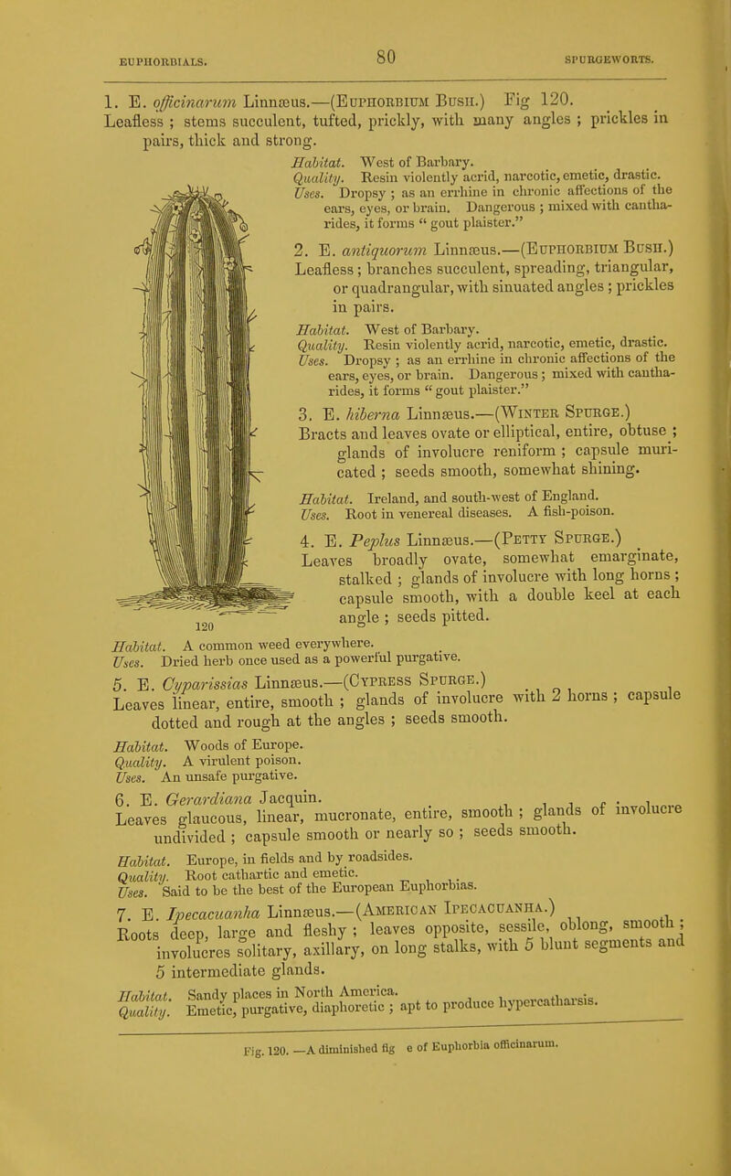 1. 'El. qfficinarum Linnxua.—(Euphorbium Busii.) Fig 120. Leafless ; stems succulent, tufted, prickly, with aiany angles ; prickles in pairs, thick and strong. Habitat. West of Barbary. Quality. Resin violently acrid, narcotic, emetic, drastic. Uses. Dropsy ; as an errhine in chronic affections of the eai-s, eyes, or brain. Dangerous ; mixed with cantha- rides, it forms  gout plaister. 2. E. aniiquorum Linnseus.—(Euphorbium Busir.) Leafless ; branches succulent, spreading, triangular, or quadrangular, with sinuated angles; prickles in pairs. Habitat. West of Barbary. Quality. Resin violently acrid, narcotic, emetic, drastic. Uses. Dropsy ; as an errhine in chronic affections of the ears, eyes, or brain. Dangerous; mixed with cautha- rides, it forms  gout plaister. 3. E. hiberna Linnseus.—(Winter Spurge.) Bracts and leaves ovate or elliptical, entire, obtuse ; glands of involucre reniform ; capsule muri- cated ; seeds smooth, somewhat shining. Habitat. Ireland, and south-west of England. Uses. Root in venereal diseases. A fish-poison. 4. E. Peplus Linnseus.—(Petty Spurge.) Leaves broadly ovate, somewhat emarginate, stalked ; glands of involucre with long horns ; capsule smooth, with a double keel at each angle ; seeds pitted. Habitat. A common weed everywhere. Uses. Dried herb once used as a poweriul pm-gative. 5. E. Cyparissias Linnseus.—(Cypress Spurge.) Leaves linear, entire, smooth ; glands of involucre with 2 horns ; capsule dotted and rough at the angles ; seeds smooth. Habitat. Woods of Europe. Q.uality. A virulent poison. Uses. An unsafe purgative. 6. E. Gerardiana Jacquin. , i r • i „ Leaves glaucous, linear, mucronate, entire, smooth; glands of involucie undivided ; capsule smooth or nearly so ; seeds smooth. Habitat. Europe, in fields and by roadsides. Quality. Root cathartic and emetic. Uses. Said to be the best of the European Euphorbias. 7. E./wecacW^a Linn£eus.—(AMERiGAN Ipecacuanha.) Roots deep, large and fleshy ; leaves opposite, sessile oblong, smooth ; involucres °oHtary, axillary, on long stalks, with 5 blunt segments and 5 intermediate glands. Habitat. Quality. Sandy places in North America. EmeUc, purgative, diaphoretic ; apt to produce hypercathai-sis. Fig. 120. -A diminished fig e of Euphorbia officinarum.