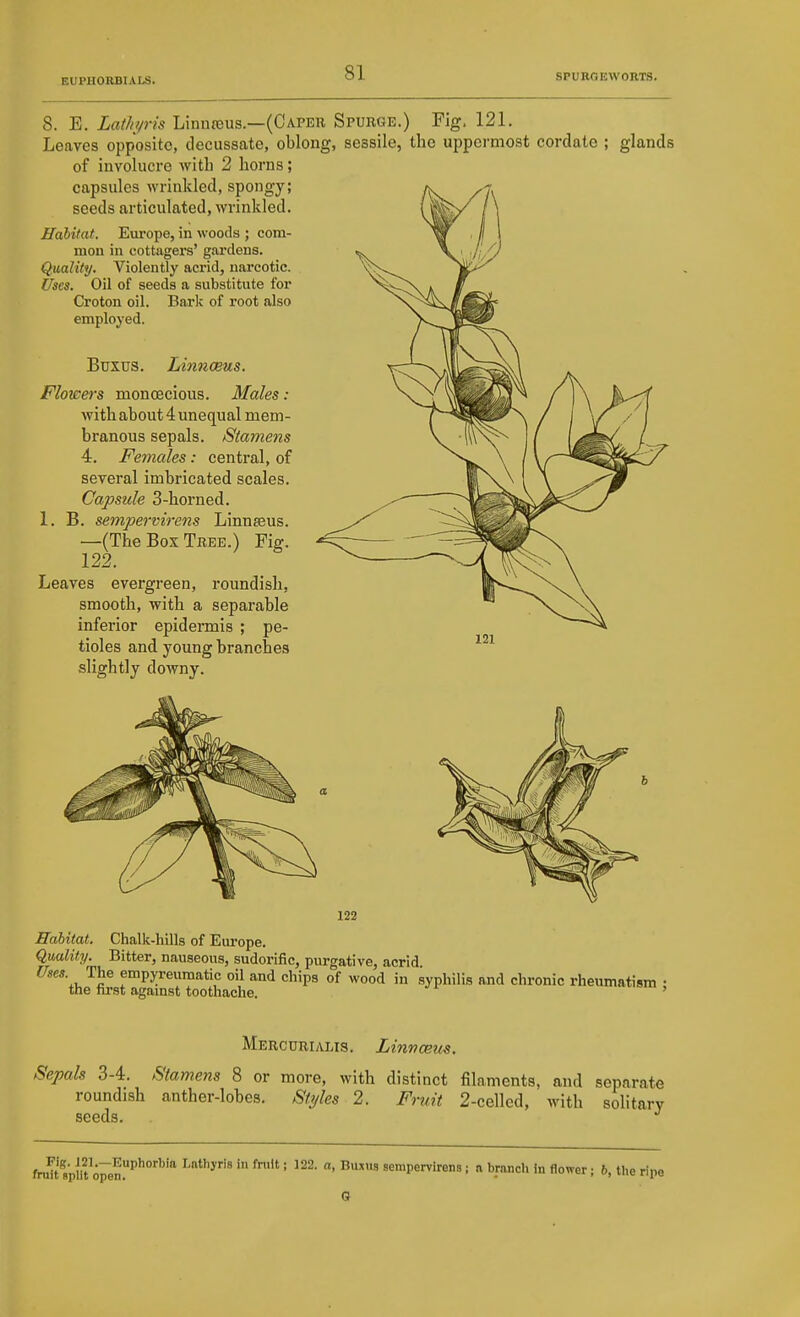 8. E. Lathyris Linnseus.—(Caper Spurge.) Fig. 121. Leaves opposite, decussate, oblong, sessile, the uppci-most cordate ; glands of involucre with 2 horns; capsules wrinkled, spongy; seeds articulated, wrinkled. Habitat. Eui'ope, in woods ; com- mon in cottagers' g.arclens. Quality. Violently acrid, narcotic. Uses. Oil of seeds a substitute for Croton oil. Bark of root also employed. Buxus. Linnaeus. Flowers monoecious. Males: with about 4 unequal mem- branous sepals. Stamens 4. Females: central, of several imbricated scales. Capsule 3-horned. 1. B. sempervirens Linnseus. —(The Box Tree.) Fig. 122. Leaves evergreen, roundish, smooth, with a separable inferior epidennis ; pe- tioles and young branches slightly downy. 122 Habitat. Chalk-hills of Europe. Quality. Bitter, nauseous, sudorific, purgative, acrid The empyreumatic oil and chips of wood in syphilis and chronic rheumatism • the nrst agamst toothache. ' Mercurialis. Linnceits. Sepals 3-4. Stamens 8 or more, with distinct filaments, and separate roundish anther-lobes. Styles 2. Fruit 2-cellcd, with solitary seeds. -' fruTt BplitVen''''''''' ' ^^ sempervirens; n branch in flower; 6, the ripe