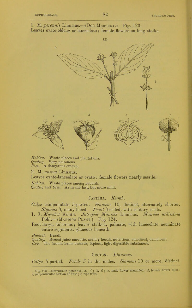 1. M. perennis Linnteus.—(Dog Mercury.) Fig, 123. Leaves ovate-oblong or lanceolate; female flowers on long stalks. 123 Halitat. Waste places and plantations. Quality. Very poisonous. Uses. A dangerous emetic. 2. M. annua Linnseus. Leaves ovate-lanceolate or ovate; female flowers nearly sessile. Habitat. Waste places among rubbish. Quality and Uses. As in the last, but more mild. Janipha. Kuntk. Calyx campanulate, 5-parted. Stamens 10, distinct, alternately sliorter. Stigmas 3, many-lobed. Fruit 3-celled, with solitary seeds. 1. J. Manihot Kunth. Jatropha Manihot Linnseus. Manihot utilissima Pohl.—(Mandioc Plant.) Fig. 124. Root large, tuberous; leaves stalked, palmate, with lanceolate acuminate entire segments, glaucous beneath. Habitat. Brazil. Quality. Recent juice narcotic, acrid ; foecula nutritious, emollient, demulcent Uses. The ftecula forms cassava, tapioca, light digestible substances. Croton. Linnceus. Calyx 5-parted. Petals 5 in the males. Stamens 10 or more, distinct. Fig. 123.—Mfircurialis perennis ; a, ? ; b, S ; c, male flower magnified ; d, female flower ditto; e, perpendicular section of ditto ; /, ripe fruit.
