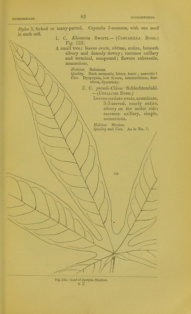 Sti/les 3, forked or many-parted, in each cell. 1. C. Eleuteria Capsides 3-eoccou8, with one seed Svvartz.— (Cascauilla Bush.) Fig. 125. A small tree; leaves ovate, obtuse, entire, beneath silvery and densely downy; racemes axillary and terminal, compound; flowers subsessile, monoecious. JTahitat. Bahamas. Quality. Bai'k aromatic, bitter, tonic ; narcotic ? Uses. Dyspepsia, low fevers, intermittents, diar- rliosa, dysentery. 2. C. pseudo-China ■ Schlechtendahl. —(CoPALCHE Bush.) Leaves cordate-ovate, aciuninate, 3-5-nerved, nearly entire, silvery on the under side; racemes axillary, simple, monoecious. Fig. 124.—Leaf of .Taniplm Mnnihot. G 2