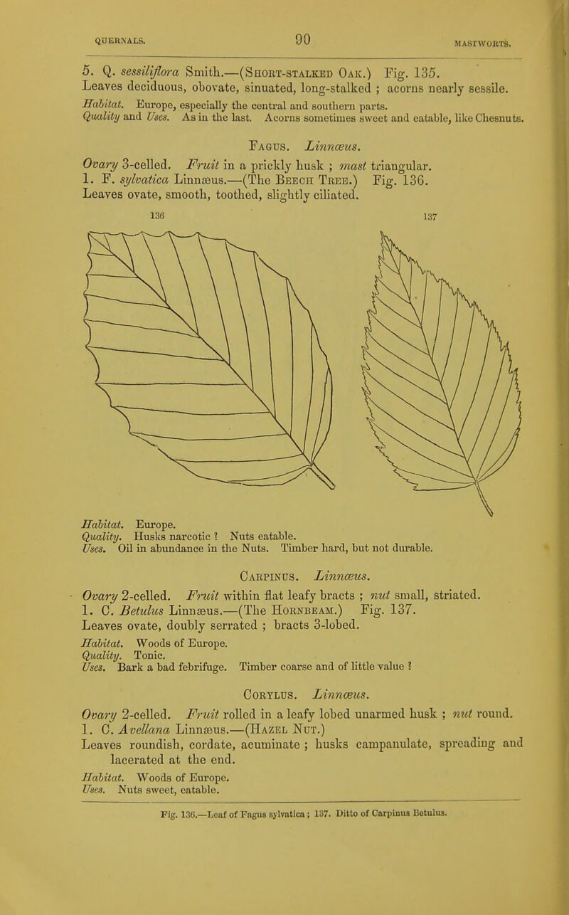 5. Q. sessiliflora Smith.—(Short-stalked Oak.) Fig. 135. Leaves deciduous, obovate, sinuated, long-stalked ; acorus nearly sessile. Habitat. Europe, especially the central and southern parts. Quality and Uses. As in the last. Acorns sometimes sweet and eatable, like Chesnuts. Fagus. Linnaeus. Ovary 3-celled. Fruit in a prickly husk ; mast triangular. 1. F. sylvatica Linnteus.—(The Beech Tree.) Fig. 136. Leaves ovate, smooth, toothed, slightly ciliated. Eahitat, Europe. Quality. Husks narcotic ? Nuts eatable. Uses. Oil in abundance in the Nuts. Timber hard, but not dm-able. Carpinus. Linnceus. Ovary 2-celled. Fruit within flat leafy bracts ; rMt small, striated. 1. C. Betulus Linnaeus.—(The Hornbeam.) Fig. 137. Leaves ovate, doubly sen-ated ; bracts 3-lobed. Habitat. Woods of Europe. Quality. Tonic, Uses. Bark a bad febrifuge. Timber coarse and of little value I CoRTLUS. Linnaeus. Ovary 2-celled. Fruit rolled in a leafy lobed unarmed husk ; nut round. 1. G.Avellana Linnasus.—(Hazel Nut.) Leaves roundish, cordate, acuminate ; husks campanulate, spreading and lacerated at the end. Habitat. Woods of Europe. Uses. Nuts sweet, eatable. Fig. 136.—Leaf of Fagus sylvatica; 137. Ditto of Carpinus Betulus.