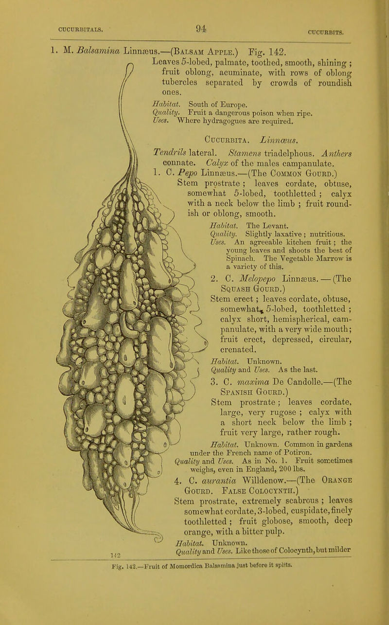 CUC0EBITS. 1. M.. Balsamina Lmnseus.—(Balsam Apple.) Fig. 142. Leaves 5-lobed, palmate, toothed, smooth, shining ; fruit oblong, acuminate, Avith rows of oblong tubercles separated by crowds of roundish ones. Habitat. South of Europe. Quality. Fruit a dangerous poison when ripe. Uses. Where hydragogues are required, CucuRBiTA. Linnoeus. Tendrils lateral. Stamens triadelphous. Anthers connate. Calyx of the males campanulate. C. Pepo Linn£Bus.—(The Common Gourd.) Stem prostrate ; leaves cordate, obtuse, somewhat 5-lobed, toothletted ; calyx with a neck below the limb ; fruit round- ish or oblong, smooth. Habitat. The Levant. Quality. Slightly laxative ; nutritious. tfscs. An agreeable kitchen fruit; the young leaves and shoots the best of Spinach. The Vegetable Marrow is a variety of this. 2. C. Mehpepo Linnseus. — (The Squash Gourd.) Stem erect; leaves cordate, obtuse, somewhat, 5-lobed, toothletted ; calyx short, hemispherical, cam- panulate, with a very wide mouth; fruit erect, depressed, circular, crenated. Habitat. Unknown. Quality and Uses. As the last. 3. 0. maxima De Candolle.—(The Spanish Gourd.) Stem prostrate; leaves cordate, large, very rugose ; calyx with a short neck below the limb ; fruit very large, rather rough. Habitat. Unknown. Common in gardens under the French name of Potiron. Quality and Uses. As in No. 1. Fruit sometimes weighs, even in England, 200 lbs. 4. C. aurantia Willdenow.—(The Orange Gourd. False Coloctnth.) Stem prostrate, extremely scabrous ; leaves somewhat cordate, 3-lobed, cuspidate,finely toothletted ; fruit globose, smooth, deep orange, with a bitter pulp. Habitat. Unknown. Quality and Uses. Likethoseof Colocynth,butmilder 1-12 Fig. 142.—Fruit of Momordica Balsnmina just before it splits.