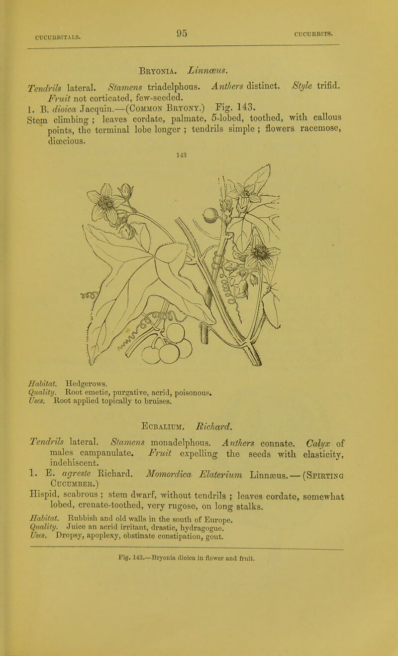 Bryonia. Linnaeus. Tendrils lateral. Stamens triadelplious. Anthers distinct. Style trifid. Fruit not corticated, few-seeded. 1. B. dioica Jacquin.—(Common Bryony.) Fig. 143. Stem climbing ; leaves cordate, palmate, 5-lobed, toothed, with callous points, the terminal lobe longer ; tendrils simple ; flowers racemose, dioecious. 143 Habitat. Hedgerows. Quality. Root emetic, purgative, acrid, poisonous. Uses. Root applied topically to bruises. ECBALIUM. Richard. Tendrils lateral. Stamens monadelphous. Anthers connate. Calyx of males campanulate. Fruit expelling the seeds with elasticity, indehiscent. 1. E. agresle Richard, Momordica Elaierium Linnceus. — (Spirting Cucumber.) Hispid, scabrous ; stem dwarf, without tendrils ; leaves cordate, somewhat lobed, crenate-toothed, very rugose, on long stalks. Habitat. Riibbisli and old walls in the south of Europe. Qualify. Juice an acrid irritant, drastic, hydragogue. Uses. Dropsy, apoplexy, obstinate constipation, gout. Fig. 143.—Bryonia dioica in flower and fruit.