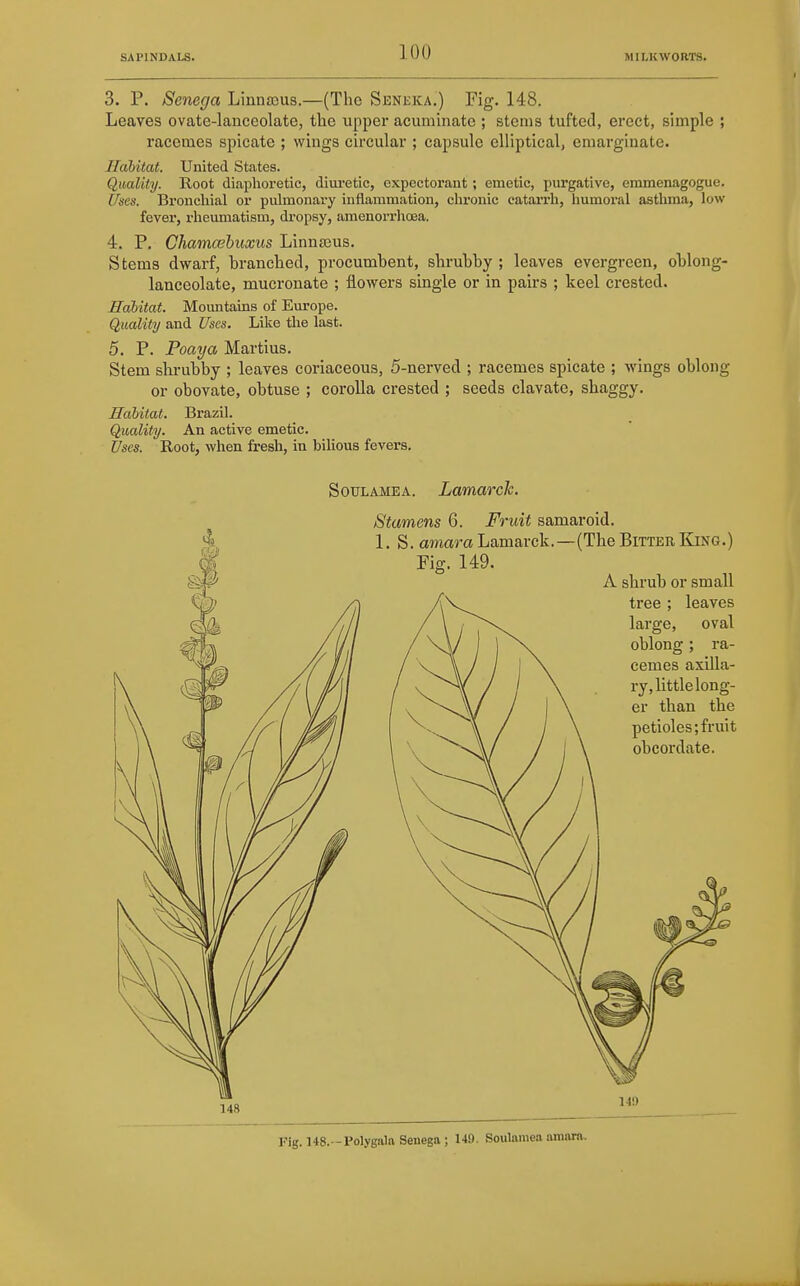 3. P. Senega Linnsous.—(The Seneka.) Fig. 148. Leaves ovate-lanceolate, the upper acuminate ; stems tufted, erect, simple ; racemes spicate ; wings circular ; capsule elliptical, emarginate. Habitat. United States. Quality. Root diaphoretic, diuretic, expectorant; emetic, purgative, emmenagogue. Uses. Bronchial or pulmonary inflammation, chronic catarrh, humoral asthma, low fever, rheumatism, dropsy, amenorrhoea. 4. P. Chamcehuxus Linnasus. Stems dwarf, branched, procumbent, shrubby ; leaves evergreen, oblong- lanceolate, mucronate ; flowers single or in pairs ; keel crested. Habitat. Mountams of Eui-ope. Quality and Uses. Like the last. 5. P. Poaya Martins. Stem shrubby ; leaves coriaceous, 5-nerved ; racemes spicate ; wings oblong or obovate, obtuse ; corolla crested ; seeds clavate, shaggy. Habitat. Brazil. Quality. An active emetic. Uses. Root, when fresh, in biUous fevers. SouLAMEA. Lamarck. Stamens 6. Fruit samaroid. Fig. 148.-Polygala Senega; 149. Soulameaamara.