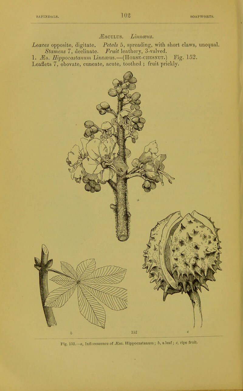 jEsculus. Linnceus. Leaves opposite, digitate. Petals 5, spreading, with short claws, unequal. Stamens 7, declinate. Fruit leathery, 3-valved. 1. ^s. Ilippocastanum Linnajus.—(IIorse-ciiesndt.) Fig. 152. Leaflets 7, obovate, cuueate, acute, toothed ; fruit prickly. b 152 l<'lg. W2.—a, Inflorescence of iEsc. Hippocastanuin; 6, a leaf; c. ripe fruit.