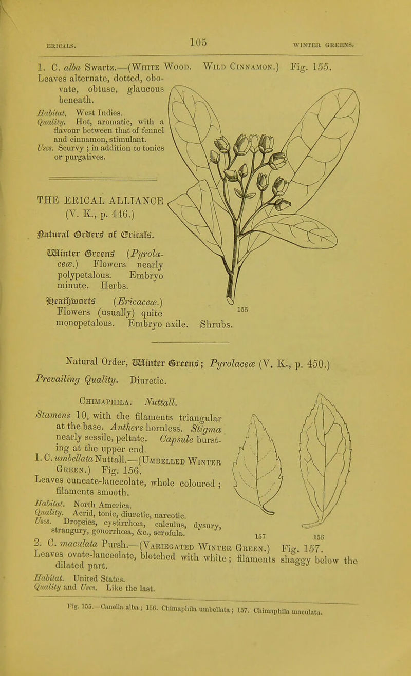 1. C. alba Swartz.—(White Wood. Leaves alternate, dotted, obo- vate, obtuse, glaucous beneath. llabitat. West Indies. Quality. Hot, aromatic, with a flavoiu between tliat of fennel and cinnamon, stimulant. Uses. Scm'vy ; iu addition to tonics or purgatives. Wild Ci.vnamon.) Fijr. 155. THE ERICAL ALLIANCE (Y. K., p. 446.) aSSittter (Sixcit^ [Pyrola- cem.) Flowers nearly poljpetalous. Embryo minute. Herbs. ?i3cart)to0rt^ (Ericacecs.) Flowers (usually) quite monopetalous. Embryo axile. Shrubs. 155 Natural Order, mintn (SiTCii^; Pyrolacece (V. K., p. 450.) Prevailing Quality. Diuretic. Chimaphila. Nuttall. Stamens 10, with the filaments triangular at the base. ^n</jers hornless. Stigma nearly sessile, peltate. Capsule burst- ing at the upper end. 1. C. 2m5etoc-tNuttall.—(Uaibelled Winter Green.) Fig. 156. Leaves cuneate-lanceolate, whole coloured ; filaments smooth. Habitat. North America. Quality. Acrid, tonic, diuretic, narcotic. Unes. Dropsies, cystirrhooa, calculus, dysury strangury, gonorrhoia, &c., scrofula. 2. 0. maculata Pursh.—(Variegated Winter Green.) Fio-. 157 Leaves ovate-lanceolate, blotched with white; filaments shaggy below the llabitat. United States. Quality and Uses. Like the last. l%15S.-CanoUnalba; 150. aimaphUa umbelluta; 1.57. Cliimaphila maculata-