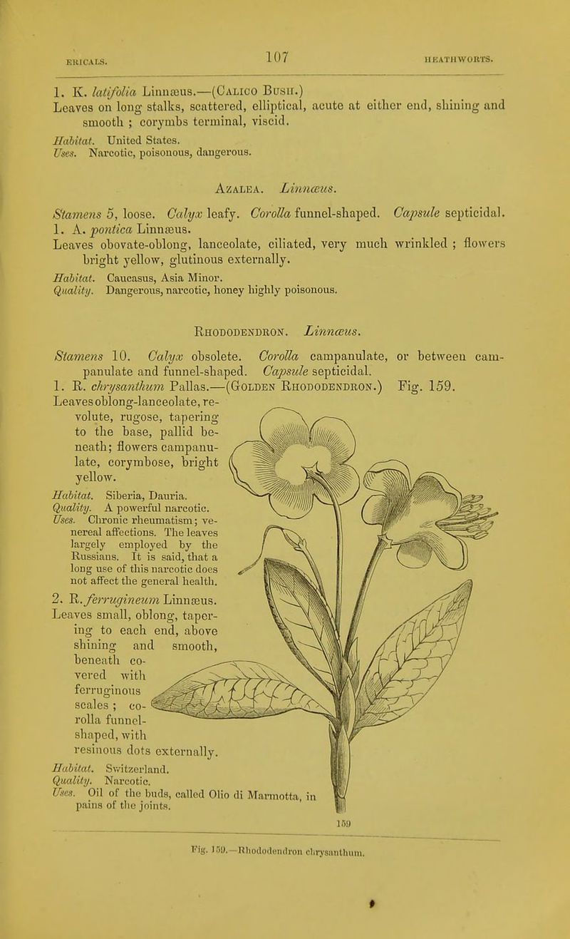 1. K. latifolia Liniiffius.—(Calico Bush.) Leaves on long stalks, scattered, elliptical, acute at either end, shining and smooth ; corymhs terminal, viscid. Habitat. United States. Uses. Nfu-cotic, poisonous, dangerous. Azalea. Linnceus. Stamens 5, loose. Calyx leafy. Corolla funnel-shaped. Capsule septicidal. 1. A. pontica Linniem. Leaves ohovate-ohlong, lanceolate, ciliated, very much wrinkled ; flowers bright yellow, glutinous externally. Habitat. Caucasus, Asia Minor. Quality. Dangerous, narcotic, honey highly poisonous. Rhododendron. Linnceus. Siameiis 10. Calyx obsolete. Corolla campanulate, or between cam- panulate and funnel-shaped. Capsule septicidal. 1. R. chnjsanthum Pallas.—(Golden Rhododendron.) Fig. 159. Leaves oblong-lanceolate, re- volute, rugose, tapering to the base, pallid be- neath; flowers campanu- late, corymbose, bright yellow. Habitat. Siberia, Dauria. Quality. A powerful narcotic. Uses. Chronic rheumatism; ve- nereal affections. The leaves lai-gely employed by the Russians. It is said, that a long use of this narcotic does not affect the general health. 2. R. ferrugineum Linngeus. Leaves small, oblong, taper- ing to each end, above shining and smooth, beneath co- vered with ferruo-inous scales ; co- rolla funnel- shaped, with resinous dots extei-nally. Habitat. Sv/itzerland. Quality. Narcotic. Uses. Oil of the buds, called Olio di Marmotta, in paina of tlie joints. Fig. I5U.—Rhododendron clirysiuitluim. •