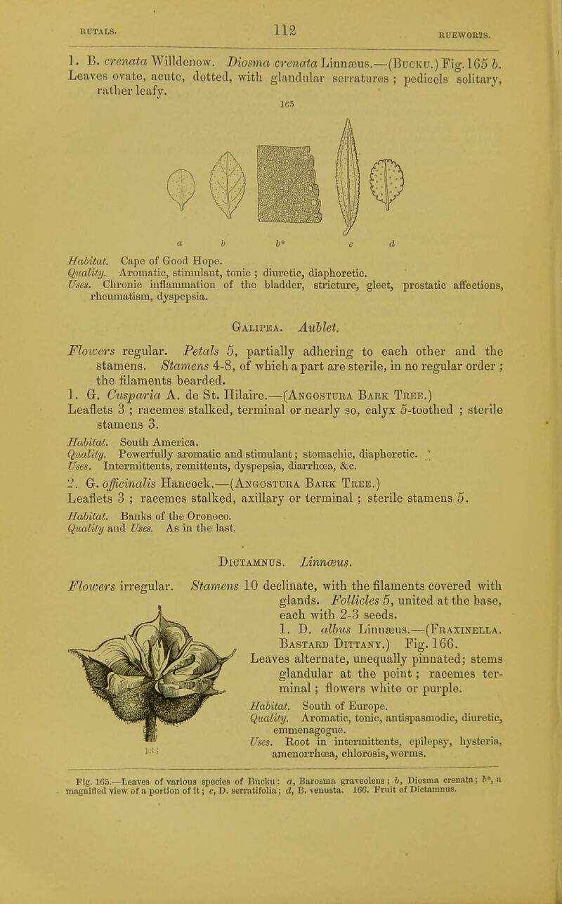 IlUEWOaTS. 1. B. crenata Willcleiiow. Diosma crenata Linna3us.—(Bucku.) Fig. 165 b. Leaves ovate, acute, dotted, with glandular serratures ; pedicels solitary, rather leafy. 1(55 a b b* c d Habitat. Cape of Good Hope. Qualify. Aromatic, stimulant, tonic ; diuretic, diaj)horetic. Uses. Clu'onic inflammatiou of the bladder, stricture, gleet, prostatic affections, rheumatism, dyspepsia. Galipea. Auhlet. Floioers regular. Petals 5, partially adhering to each other and the stamens. Stamens 4-8, of which a part are sterile, in no regular order ; the filaments bearded. 1. G. Cusparia A. de St. Hilaire.—(Angostura Bark Tree.) Leaflets 3 ; racemes stalked, terminal or nearly so, calyx 5-toothed ; sterile stamens 3. Habitat. South America. Quality. Powerfully aromatic and stimulant; stomachic, diaphoretic. ' Uses. Intermittents, remittents, dyspepsia, diarrhoea, &c. '2. officinalis Hancock.—(Angostura Bark Tree.) Leaflets 3 ; i-acemes stalked, axillary or terminal ; sterile stamens 5. Habitat. Banks of the Oronoco. Quality and Uses. As in the last. DiCTAMNUs, Linnceus. Flowers iiTOgular. Stamens 10 declinate, with the filaments covered with glands. Follicles 5, united at the base, each with 2-3 seeds. 1. D. albus Linnaeus.—(Fraxinella. Bastard Dittany.) Fig. 166. Leaves alternate, unequally pinnated; stems glandular at the point; racemes ter- minal ; flowers white or purple. Habitat. South of Europe. Quality. Aromatic, tonic, antispasmodic, diuretic, emmenagogue. Uses. Root in intermittents, epilepsy, liysteria, anieuorrhoea, chlorosis, worms. Fig. 165.—Leaves of various species of Bucku: a, Barosma graveolens ; 6, Diosma crenata; 6», a magnified view of a portion of it; c, D. serratifolia; d, B. venusta. 166. Fruit of Dictaninus.
