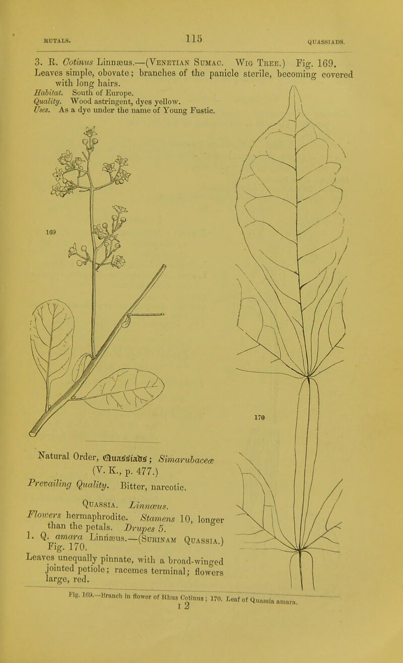 QUASSIADS. 3. R. Gotiiius Linnaeus.—(Venetian Sumac. Wig Tree.) Fig. 169. Leaves simple, obovate; branches of the panicle sterile, becoming covered with long hairs. Habitat. South of Europe. Quality. Wood astringent, dyes yellow. Uses. As a dye under the name of Young Fustic. ^ 1^ , Natural Order, d^un^SitCag; Simaruhacece (V. K., p. 477.) Prevailing Quality. Bitter, narcotic. Quassia. Linnceus. Flowers hermaphrodite. Stamens 10, lono-er than the petals. Drupes 5. ° 1. Q. amam Linriajus.—(Surinam Quassia) Fig. 170. Leaves unequally pinnate, with a broad-wingod jomted petiole; racemes terminal; flowers large, red. \ Fig. I69.-Bmnch in flower of Rhus Cotinus; 170. Leaf of Clu^^^~^~