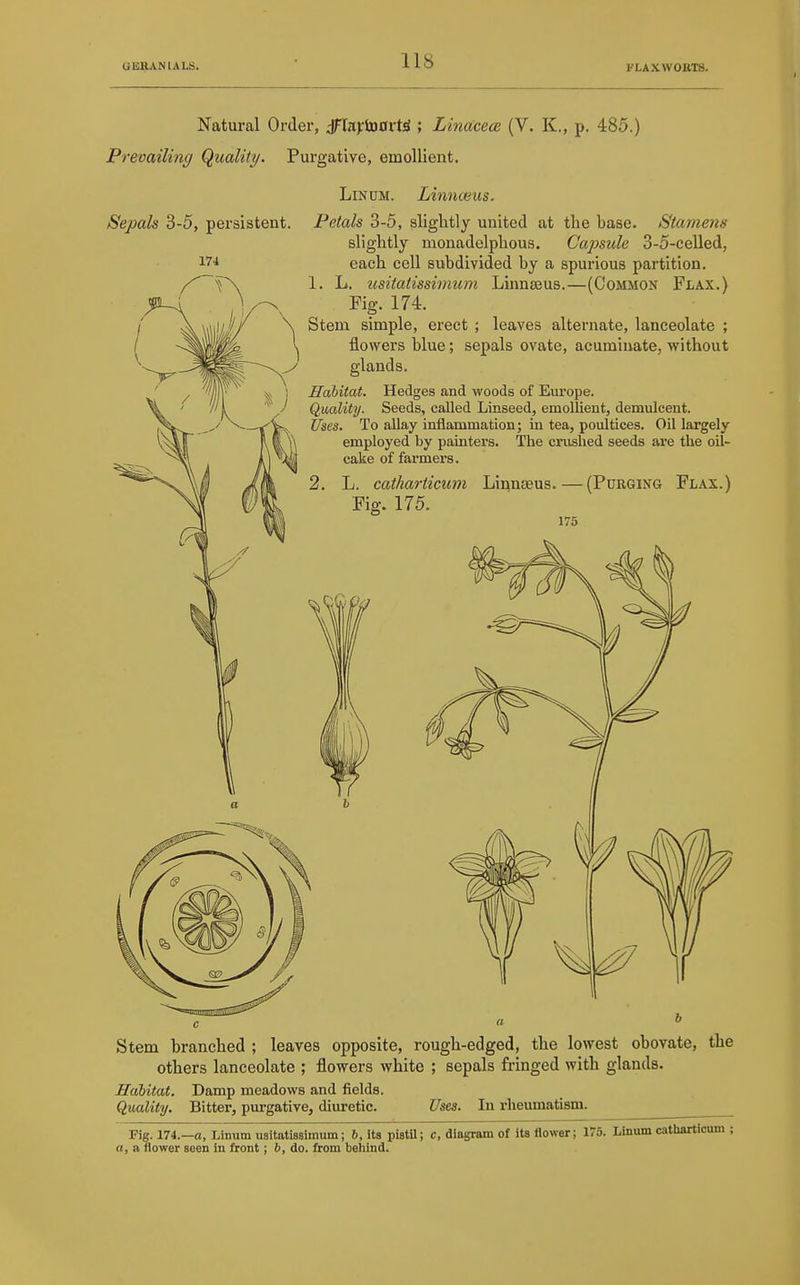 QERANlALb. FLAXWOETS. Natural Order, ;fIa);tD0rW ; Lhuccem (V. K., p. 485.) Prevailing (Quality. Purgative, emollient. Sepals 3-5, persistent. Lin DM. Linmeus. Petals 3-5, slightly united at the base. Stamens slightly monadelphous. Cajmile 3-5-celled, each cell subdivided by a spurious partition. L. tcsitatissimum Linnaeus.—(Common Flax.) Fig. 174. Stem simple, erect ; leaves alternate, lanceolate ; flowers blue; sepals ovate, acuminate, without glands. Habitat. Hedges and woods of Europe. Quality. Seeds, called Linseed, emollient, demulcent. Uses. To allay inflammation; in tea, poultices. Oil largely- employed by painters. The crushed seeds are the oil- cake of farmers. L. catharticum Linn£eus. Fig. 175. (Purging Flax.) 175 Stem branched ; leaves opposite, rough-edged, the lowest obovate, the others lanceolate ; flowers white ; sepals fringed with glands. Habitat. Damp meadows and fields. Quality. Bitter, purgative, diuretic. Uses. In rheumatism. Fig. 174.—o, Linum usitatissimum; 6, its pistU; c, diagram of ita flower; 175. Linum catharticum ; a, a flower seen in front; 6, do. from behind.