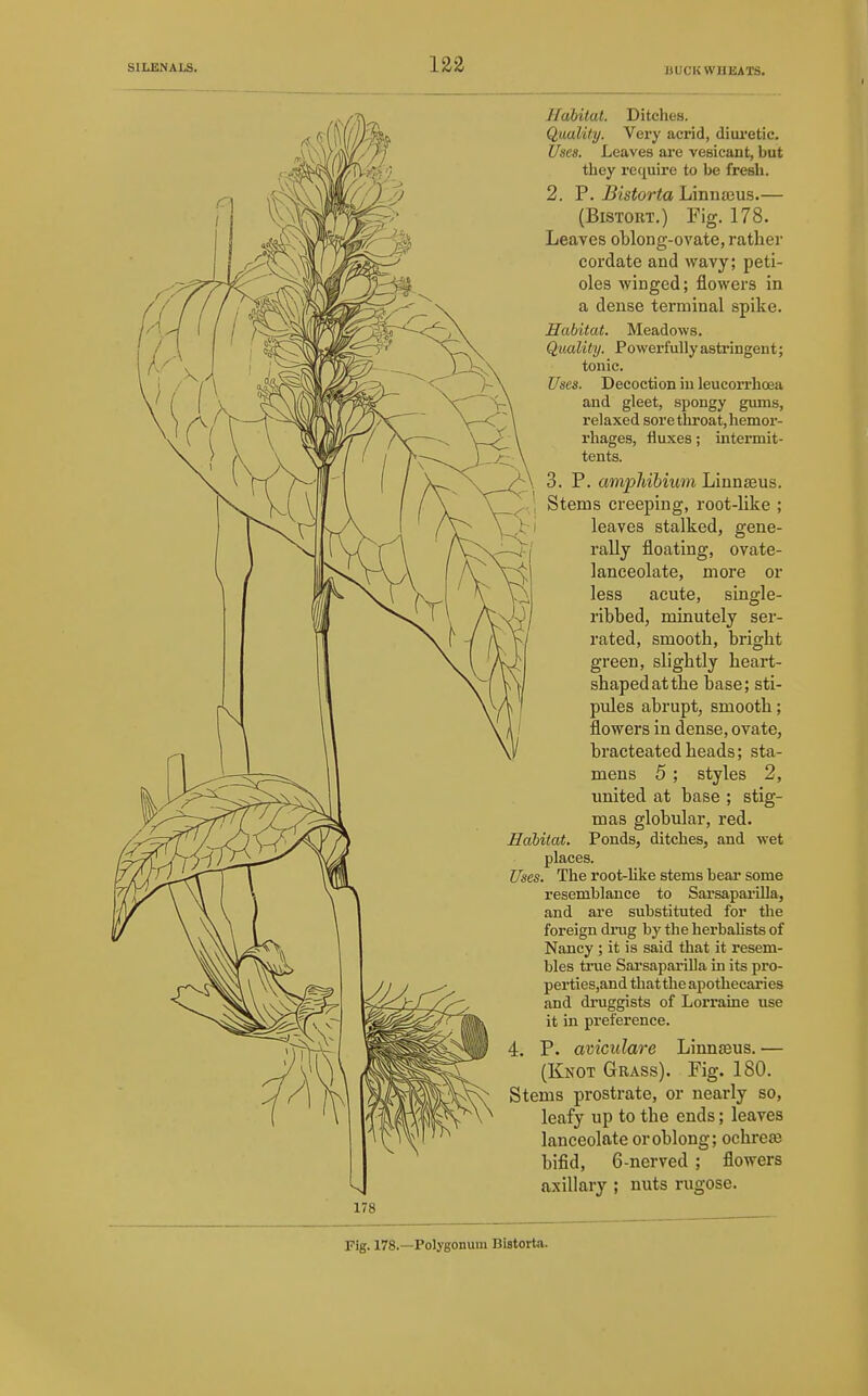 BUCKWHEATS. JIabital. Ditches. Qualify. Very acrid, diuretic. Uses. Leaves are vesicant, but they require to be fresh. 2. P. Bistorta Linnajus.— (Bistort.) Fig. 178. Leaves oblong-ovate, ratber cordate and wavy; peti- oles winged; flowers in a dense terminal spike. Habitat. Meadows. Quality. Powerfully asti'ingent; tonic. Unes. Decoction in leucorrhoea and gleet, spongy gums, relaxed sore throat, hemor- rhages, fluxes; intermit- tents. 3. P. amphibium Linnaeus. Stems creeping, root-like ; leaves stalked, gene- rally floating, ovate- lanceolate, more or less acute, single- ribbed, minutely ser- rated, smooth, bright green, slightly heart- shaped at the base; sti- pules abrupt, smooth; flowers in dense, ovate, bracteatedheads; sta- mens 5 ; styles 2, united at base ; stig- mas globular, red. Habitat. Ponds, ditches, and wet places. Uses. The root-hke stems bear some resemblance to Sarsapai'illa, and are substituted for the foreign drug by the herbahsts of Nancy ; it is said that it resem- bles true Sai'saparilla in its pro- perties,and thatthe apothecaries and druggists of Loi'raine use it in preference. 4. P. aviculare Linnseus. — (Knot Grass). Fig. 180. Stems prostrate, or nearly so, leafy up to the ends; leaves lanceolate or oblong; ochreffi bifid, 6-nerved ; flowers axillary ; nuts rugose. 178.—Polygonum Bistorta.