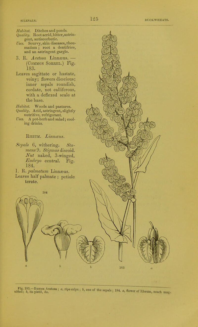 Habitat. Ditches and ponds. Quality. Root acrid, bitter, astrin- gent, antiscorbutic. Uses. Scui'vy, skin diseases, rheu- matism ; root a dentifrice, and an asti-ingent gai-gle. 3. R. Acetosa Liiina3us. — (Common Sorrel.) Fig. 183. Leaves sagittate or hastate, veiny; flowers dioecious; inner sepals roundisL, cordate, not calliforous, witli a deflexed scale at the base. Habitat. Woods and pastures. Quality. Acid, astringent, shghtly nutritive, refrigerant. Uses. A pot-herb and salad; cool- ing drinks. Rheum. Linnceus. Sepals 6, withering. Sta- mens 9. Stigmas discoid. Nut naked, 3-winged. Embryo central. Fig. 184. 1. palmatum Linnaeus. Leaves half palmate ; petiole terete. «m''edVwXdo'*'°'' J-, one of the sepals; 184. a, flower of Kheum, much in.ig-