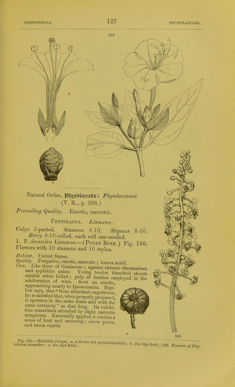 185 \ Natural Order, pj^jjtnlacralTjS; Phytolaccacem (V. K., p. 508.) Prevailing (Quality. Emetic, narcotic. Phytolacca. Linnceus. Calyx 5-parted. Stamens 8-10. Stigmas 8-10. Berry 8-10-celled, each cell one-seeded. 1. P.c/em?2f/ra Linnajus.—(PocAN Bush.) Fig. 186. Flowers with 10 stamens and 10 styles. Habitat. United States. Quality Purgative, emetic, narcotic ; leaves acrid Uses. Like those of Guaiacum ; against chronic rheumatism J'' 1 tender blanched shoots eatable ^yhen boiled ; pulp of berries employed in the adulteration of wine. Root an emetic, approaching nearly to Ipecacuanha. Bige- low says, that from abundant experience he IS satisfied that, when properly prepared' It operates in the same doses and with the same certainty  as that drug. Its exhibi- tion sometimes attended by slight nai-cotic sjTnptoms. Externally applied it excites a sense of heat and smarting; euros psora, and tsenia capitis. tolncca decandra; a, the ripe fruit. ■».umriy, o, tlie ripe fnut; 186. Flowers of Phy-