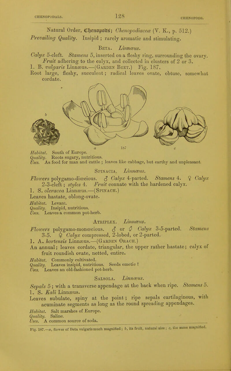 138 CUENOPOOS. Natural Order, CljcnfljicitfjS; Chenopodiacece (V. K., p. 512.) Prevailing Quality. Insipid ; rarely aromatic and stimulating. Beta. Linnceus. Calyx 5-cleft. Stamens 5, inserted on a fleshy ring, surrounding the ovary. Fruit adhering to the calyx, and collected in clusters of 2 or 3. 1. B. vulgaris Linnteus.—(Gauden Beet.) Fig. 187. Root large, fleshy, succulent; radical leaves ovate, obtuse, somewhat cordate. a 1S7 c Habitat. South of Europe. Quality. Roots sugary, nutritious. Uses. As food for man and cattle ; leaves like cabbage, but earthy and unpleasant. Spinacia. Linnceus. Flowers polygamo-dicecious. S Oalyx 4-parted. Stamens 4. 9 Calyx 2- 3-cleft; styles 4. Fruit connate with the hardened calyx. 1. S. oleracea Linnaeus.—(Spinach.) Leaves hastate, oblong-ovate. Habitat. Levant. Quality. Insipid, nutritious. Uses. Leaves a common pot-herb. Atriplex. Linnceus. Flowers polygamo-monoecious. ^ ov 0 Calyx 3-5-parted. Stamens 3- 5. 9 Calyx compressed, 2-lobed, or 2-parted. 1. A. hortensis Linnseus.—(Garden Orach.) An annual; leaves cordate, triangular, the upper rather hastate; calyx of fruit roundish ovate, netted, entire. Habitat. Commonly cultivated. Quality. Leaves insipid, nutritious. Seeds emetic ? Uses. Leaves an old-fashioued pot-herb. Salsola. Linnceus. Sepals 5 ; with a transverse appendage at the back when ripe. Stamens 5. 1. S. Kali Linnseus. Leaves subulate, spiny at the point; ripe sepals cartilaginous, with acuminate segments as long as the round spreading appendages. Habitat. Salt marshes of Europe. Quality. Saline. Uses. A common som'ce of soda. Fig. 187.-a, nowor of Beta vulgaris much magnified; 6, Its fruit, natural size; c, tlie same magnified.