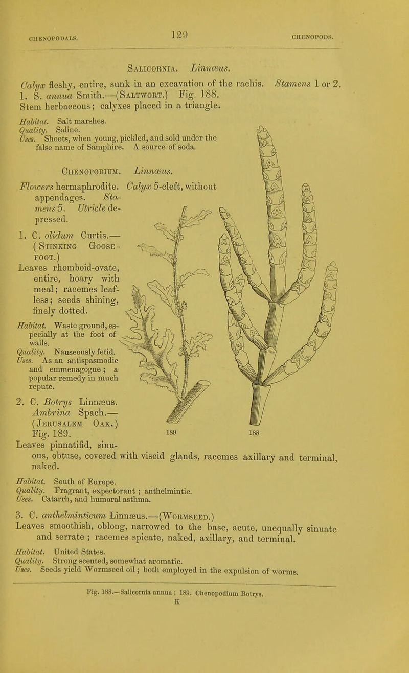 Salicornia. Linnwus. Calyx fleshy, entire, sunk in an excavation of the rachis. Stamens 1 or 2. 1. S. annua Smith—(Saltwort.) Fig. 188. Stem herbaceous; caly.xes placed in a triangle. Habitat. Salt raai-shes. Qualitij. Saline. Uses. Shoots, when young, pickled, and sold under the false name of Samphire. A source of soda. Linnceus. Calyx 5-cleft, without Chenopodium. Flo'wers hermaphrodite, appendages. Sta- mens 5. Utricle de- pressed. 1. C. olidum Curtis.— ( Stinking Goose - FOOT.) Leaves rhomboid-ovate, entire, hoary with meal; racemes leaf- less; seeds shining, finely dotted. Habitat. Waste ground, es- pecially at the foot of walls. Quality. Nauseously fetid. Uses. As an antispasmodic and emmenagogue; a popular remedy in much repute. 2. C. Botrys Linnjeus. Ambrina Spach.— ( Jerusalem Oak. ) Fig. 189. Leaves pinnatifid, sinu- ous, obtuse, covered with viscid glands, racemes axillary and terminal, naked. Habitat. South of Europe. Quality. Fragrant, expectorant ; anthelmintic. Unes. CataiTh, and humoral asthma. 3. C. anthehninticum Linnteus.—(Wormseed.) Leaves smoothish, oblong, narrowed to the base, acute, unequally sinuate and serrate ; racemes spicate, naked, axillary, and terminal. Habitat. United States. QuMlity. Strong scented, somewhat aromatic. Uses. Seeds yield Wormseed oil; both employed in the expulsion of worms. Fig. 188—Salicornia annua; 18.9. Ciienopodium Botrys. K