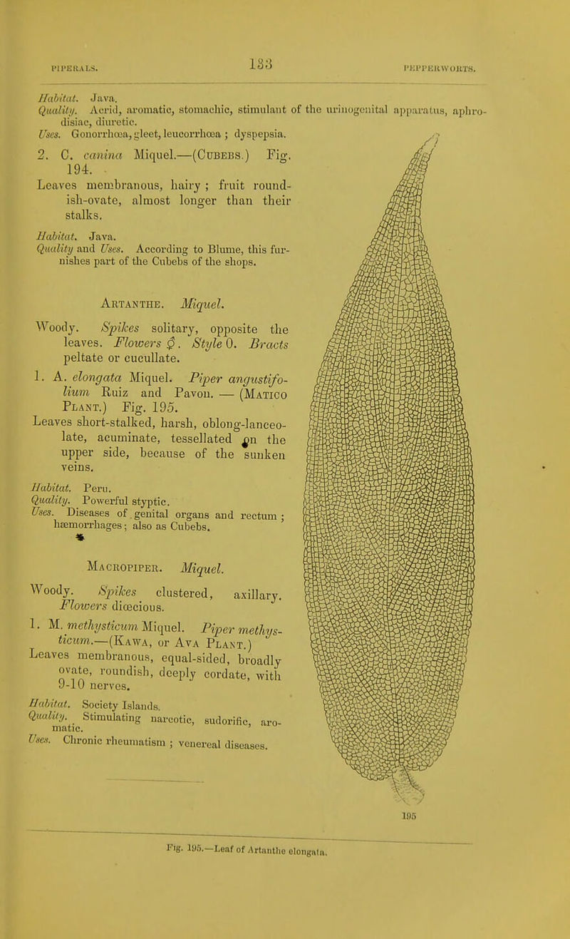 HU'ERALS. i'i:i'ii:ii\voiiTS. Habitat. Java. Qmliti/. Acrid, ai-omatic, stomachic, stimulant of the urinogenital a])i)ai'atiis, aphro- disiac, diuretic. Uses. Gonorrhaia, gleet, leucorrhoea ; dyspepsia. 2. C. canina Miquel.—(Cubebs.) Fig. 194. Leaves membranous, hairy ; fruit round- ish-ovate, almost longer than their stalks. Habitat. Java. Qiudily and Uses. According to Blume, this fur- nishes part of the Cubebs of the shops. Artanthe. Miquel. Woody. Spikes solitary, opposite the leaves. Floioers 0. Style 0. Bracts peltate or cucullate. 1. A. clongata Miquel. Piper angustifo- lium Ruiz and Pavou. — (Matico Plant.) Pig. 195. Leaves short-stalked, harsh, oblong-lanceo- late, acuminate, tessellated ^n the upper side, because of the sunken veins. Habitat. Peru. Quality. Powerful styptic. Uses. Diseases of. genital organs and rectum ; hffimoiThages; also as Cubebs. Macropiper. Miquel. Woody. Spikes clustered, axillary. Flowers dioecious. 1. M. ?ne%s<«atm Miquel. Piper methys- itcttm.—(Kawa, or Ava Plant.) Leaves membranous, equal-sided, broadly ovate, roundish, deeply cordate, witli 9-10 nerves. Habitat. Society Islands. Quality. Stimulating narcotic, sudorific, aro- matic. Use.i. Chronic rheumatism ; venereal diseases. Fig. 105.—Leaf of Artanthe elongata.
