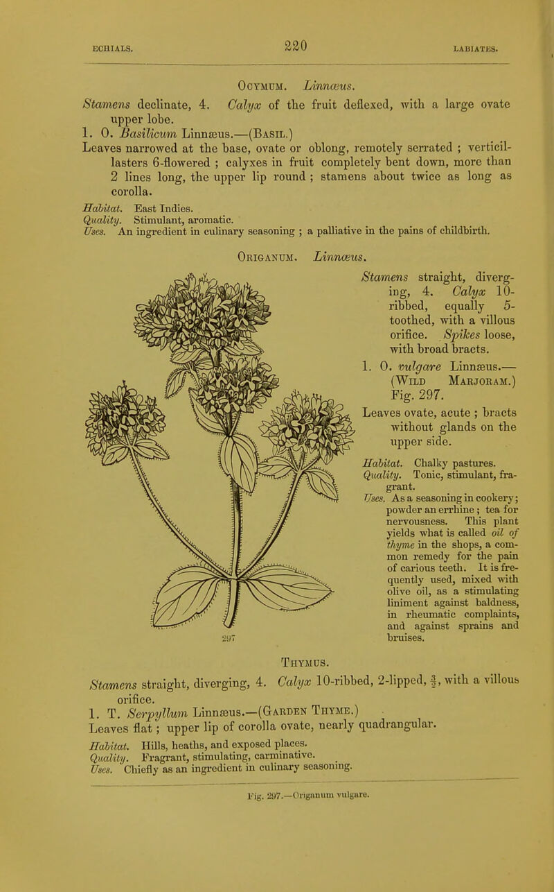 OcYMDM. Linnceus. Stamens declinate, 4. Calyx of the fruit deflexed, with a large ovate upper lobe. 1. 0. Basilicum Linna3us.—(Basil.) Leaves narrowed at the base, ovate or oblong, remotely serrated ; verticil- lasters 6-flowered ; calyxes in fruit completely bent down, more than 2 lines long, the upper lip round ; stamens about twice as long as corolla. Habitat. East Indies. Quality. Stimulant, aromatic. Uses. An ingredient in culinary seasoning ; a palliative in the pains of childbirth. Origanum. Linnwus. Stamens straight, diverg- ing, 4, Calyos 10- ribbed, equally 5- toothed, with a villous orifice. Spikes loose, with broad bracts. 1. 0. mlgare Linnaeus.— (Wild Marjoram.) Fig. 297. Leaves ovate, acute ; bracts without glands on the upper side. Habitat. Chalky pastures. Quality. Tonic, stimulant, fra- grant. TJses. As a seasoning in cookery; powder an errhine; tea for nervousness. This plant yields what is called oil of thyme in the shops, a com- mon remedy for the pain of carious teeth. It is fre- quently used, mixed with ohve oil, as a stimulating liniment against baldness, in rheumatic complaints, and against sprains and bruises. Thymus. Stamens straight, diverging, 4. Cahjx 10-ribbed, 2-lipped, f. with a villous orifice. 1. T. Serpyllum Linnaeus.—(Garden Thyme.) Leaves flat; upper lip of corolla ovate, nearly quadrangular. Habitat. Hills, heaths, and exposed places. Quality. Fragrant, stimulating, carminative. Uses. Chiefly as an ingredient in culinary seasoning. l'ig. 2y7.—C'rigiinmu vHljiare.