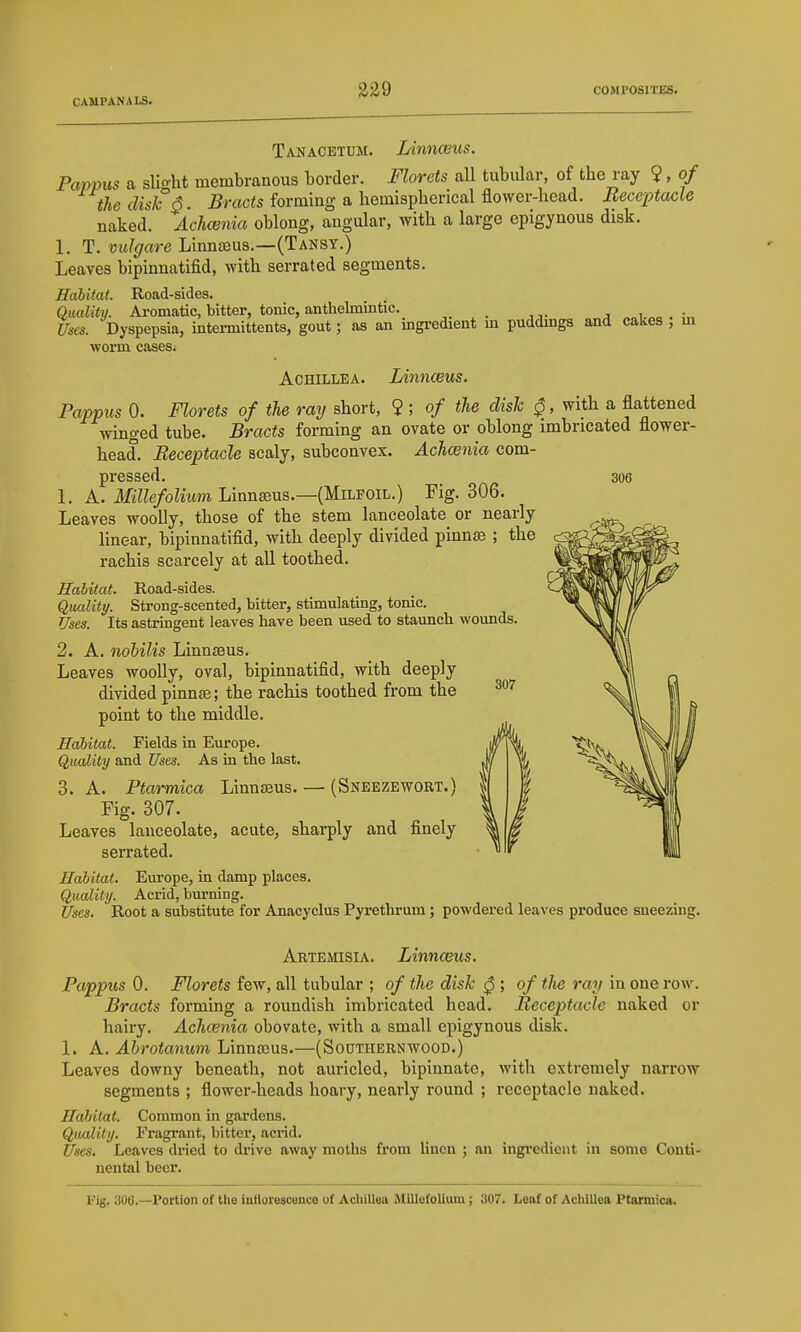 Tanacetum. Linnceus. Pappus a slight membranous border. Florets all tubular, of the ray 9, of the disk 6. Bracts forming a hemispherical flower-hcad. Receptacle naked. Achcenia oblong, angular, with a large epigynous disk. 1. T. vulgare LinnjBus.—(Tansy.) Leaves bipiunatifid, with serrated segments. Habitat. Road-sides. Quality. Aromatic, bitter, tonic, anthelmintic. ^ ■ i . ;„ Uses. Dyspepsia, intermittents, gout; as an mgredient m puddmga and cakes , m worm casesi Achillea. Linnceus. Pappus 0. Florets of the ray short, 9 ; of the disk 0, with a flattened winged tube. Bracts forming an ovate or oblong imbricated flower- head. Receptacle scaly, subconvex. Achmnia com- pressed. 306 1. A. MKe/oimm Linnaeus.—(Milfoil.) Fig. 306. Leaves woolly, those of the stem lanceolate or nearly linear, bipiunatifid, with deeply divided pinna3 ; the rachis scarcely at aU toothed. Hahitat. Road-sides. Quality. Strong-scented, bitter, stimulating, tonic. Uses. Its astringent leaves have been used to staunch wounds. 2. A. nohilis Linnaeus. Leaves woolly, oval, bipiunatifid, with deeply divided pinnae; the rachis toothed from the point to the middle. Habitat. Fields in Europe. Quality and Uses. As in the last. 3. A. Ptarmica Linnaeus. — (Sneezewort.) Fig. 307. Leaves lanceolate, acute, sharply and finely serrated. Habitat. Em'ope, in damp places. Quality. Acrid, burning. Uses. Root a substitute for Anacyclus Pyrethrum; powdered leaves produce sneezing. Artemisia. Linnceus. Pappus 0. Florets few, all tubular ; of the disk 0 ; of the ray in one row. Bracts forming a roundish imbricated head. .Receptacle naked or hairy. Achcenia obovate, with a small epigynous disk. 1. A. Ahrotanum Linnteus.—(Southernwood.) Leaves downy beneath, not auricled, bipinnate, with extremely narrow segments ; flower-heads hoary, nearly round ; receptacle naked. Hahitat. Common in gardens. Quality. Fragrant, bitter, acrid. Uses. Leaves dried to di-ive away moths from Unon ; au ingi'edicnt in some Conti- nental beer. l'ig. 300.—Portion of the inHorescence of Achillea Millefolium ; 'M7. Leaf of Achillea Ptarmica.