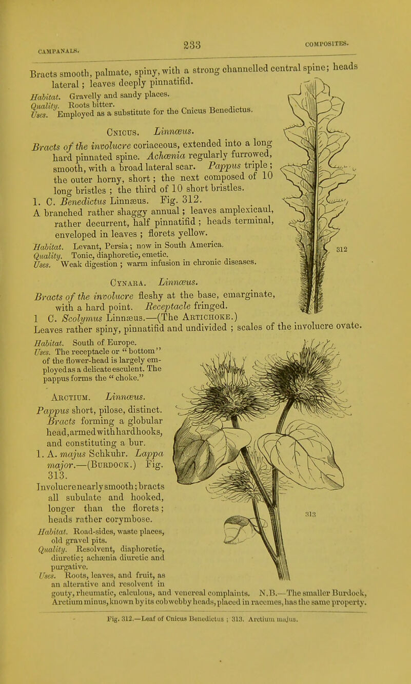 Bracts smooth, palmate, spiny, with a strong channelled central spine; heads lateral; leaves deeply pmnatifid. - ^ Habitat. Gravelly and saudy places. Oualitii. Roots bitter. , ^ . -n j- * „ Uses. Employed as a substitute for the Cnicus Beuedictus. Cnicus. Linnceus. Bracts of the involucre coriaceous, extended into a long hard pinnated spine. Achcenia regularly furrowed, smooth, with a hroad lateral scar. Pappus triple ; the outer horny, short; the next composed of 10 long bristles ; the third of 10 short bristles. 1. C. Benedictus Linnaeus. Fig. 312. A branched rather shaggy annual; leaves amplexicaul, rather decurrent, half pinnatifid ; heads termmal, enveloped in leaves ; florets yellow. Habitat. Levant, Persia; now in South America. Quality. Tonic, diaphoretic, emetic. Uses. Weak digestion ; warm infusion in chronic diseases. Cynara. Linnceus. Bracts of the involucre fleshy at the base, emarginate, with a hard point. Receptacle fringed. 1 C. Scolymus Linnaeus.—(The Artichoke.) Leaves rather spiny, pinuatifid and undivided ; scales of the involucre ovate. Habitat. South of Europe. Uses. The receptacle or  bottom of the flower-head is largely em- ploy ed as a delicate esculent. The pappus forms the  choke. Arctium. Linnceus. Pappus short, pilose, distinct. Bracts forming a globular head,armedwithhardhooks, and constituting a bur. 1. A. majus Schkuhr. Lappa major.—(Burdock.) Fig. 313. Involucre nearly smooth; bracts all subulate and hooked, longer than the florets; heads rather corymbose. Habitat. Road-sides, waste places, old gravel pits. Quality. Resolvent, diaphoretic, diuretic; acliEcnia diuretic and pui'gative. Uses. Roots, leaves, and fruit, as an altei'ative and resolvent in gouty, rheumatic, calculous, and venereal complaints. N.B.—The smaller Burdock, Arctium minus, known by ita cobwebby hcad.s, placed in i-accuies, has the same property. Fig. 312.—Leaf of Cnicus Uencdictus ; 313. Arctium miijus.