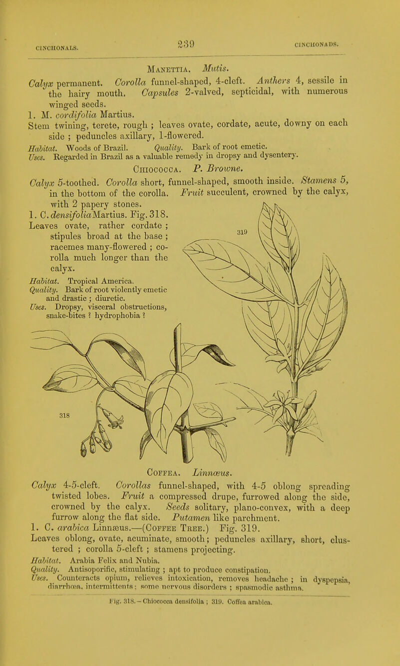 Manettia. Mutis. Calyx permanent. Corolla funnel-shaped, 4-cleft. Anthers 4, sessile in the hairy mouth. Capsules 2-valved, scpticidal, with numerous winged seeds. 1. M. cordifolia Martins. Stem twining, terete, rough ; leaves ovate, cordate, acute, downy on each side ; peduncles axillary, 1-flowered. Habitat. Woods of Brazil. Quality. Bark of root emetic. Uses. Regarded in Brazil as a valuable remedy in dropsy and dysentery. Chiococoa. p. Browne. Calyx 5-toothed. Corolla short, funnel-shaped, smooth inside. Stamens 5, in the hottom of the corolla. Fruit succulent, crowned by the calyx, with 2 papery stones. 1. CdensifoliaMavtms. Fig. 318. Leaves ovate, rather cordate ; stipules broad at the base ; racemes many-flowered ; co- roUa much longer than the calyx. Habitat. Tropical America. Quality. Bark of root violently emetic and drastic ; diuretic. Uses. Dx'opsy, visceral obstructions, snake-bites ? hydrophobia 1 CoFFEA. Linnceus. Calyx 4-5-cleft. Corollas funnel-shaped, with 4-5 oblong spreading twisted lobes. Fruit a compressed drupe, furrowed along the side, crowned by the calyx. Seeds solitary, plano-convex, with a deep furrow along the flat side. Putamen like parchment. 1. C. arahica Linnaeus.—(Coffee Tree.) Fig. 319. Leaves oblong, ovate, acuminate, smooth; peduncles axillary, short, clus- tered ; corolla 5-clcft ; stamens projecting. Habitat. Arabia Felix and Nubia. Quality. Antisoporific, stimulating ; apt to produce constipation. Uses. Counteracts opium, relieves intoxication, removes headache ; in dyspepsia, diaTThoea. intermittents: some nervous disorders ; spasmodic asthma.