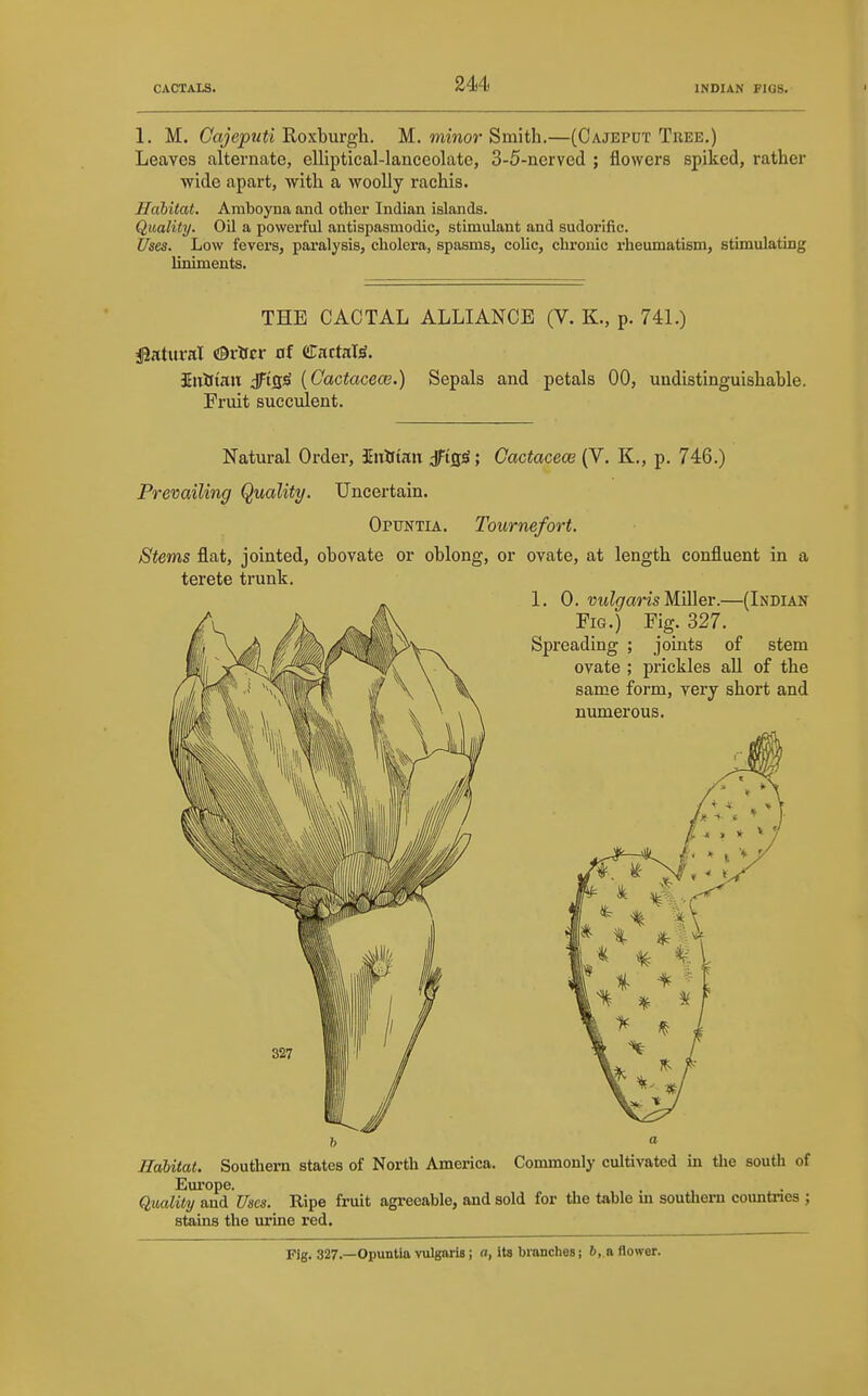 CACTALS. INDIAN FIGS. 1. M, Coyepwit Roxburgh. M. mmor Smith.—(Cajeput Tree.) Leaves alternate, elliptical-lauceolate, 3-5-nerved ; flowers spiked, rather wide apart, with a woolly rachis. Habitat. Amboyna and other Indian islands. Quality. Oil a powerful antispasmodic, stimulant and sudorific. Uses. Low fevers, paralysis, cholera, spasms, colic, chronic I'heumatism, stimulating liniments. THE CACTAL ALLIANCE (V. K., p. 741.) i^^ftan dTigiS (Gactacece.) Sepals and petals 00, undistinguishable. Fruit succulent. Natural Order, Snlftan jFtfl^; Gactacece (V. K,, p. 746.) Prevailing Quality. Uncei-tain. Opuntia. Tournefort. Stems flat, jointed, obovate or oblong, or ovate, at length confluent in a terete trunk. Habitat. Southern states of North America. Commonly cultivated in the south of Em'ope. Quality and Uses. Ripe fruit agreeable, and sold for the table m southern countries ; stains the urine red. Fig. 327.—Opuntia vulgaris; a, its branclies; 6, a flower.