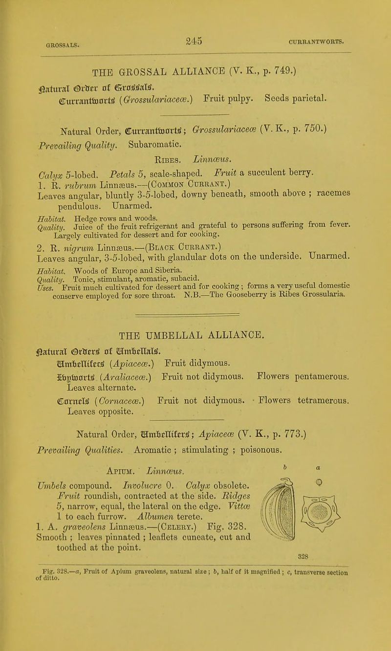 GROSSALS. THE GROSSAL ALLIANCE (V. K., p. 749.) (!rm-vautiuart^ {Grossulariacece.) Fruit pulpy. Seeds parietal. Natural Order, CuvrantluortS; Grossulariacece (V. K., p. 750.) Prevailing Quality. Subaromatic. Rises. Linnceus, Calyx 5-lobed. Petals 5, scale-shaped. Fruit a succulent berry. 1. R. ritbrum Linnffius.—(Common Currant.) Leaves angular, bluntly 3-5-lobed, downy beneath, smooth above ; racemes pendulous. Unarmed. Habitat. Hedge rows and woods. ~ . p Quality. Juice of the fruit refrigerant and grateful to persons suffering ivonx fever. Largely cultivated for dessert and for cooking. 2. R. nigrum Linn£eus.—(Black Currant.) Leaves angular, 3-5-lobed, with glandular dots on the underside. Unarmed. Habitat. Woods of Eiu'ope and Siberia. Qualiti/. Tonic, stimulant, aromatic, subacid. Uses. Fruit much cultivated for dessert and for cooking ; forms a very useful domestic conserve employed for sore throat. N.B.—The Goosebei-ry is Ribes Grossularia. THE UMBELLAL ALLIANCE. i^atitral OrHeriS of ©nTfiElIate. SamiicnifcciS [Apiaceas.) Fruit didymous. SfaySnort^ (Araliacece.) Fruit not didymous. Flowers pentamerous. Leaves alternate. CoriTcW [Cornacece.) Fruit not didymous. • Flowers tetramerous. Leaves opposite. Natural Order, JHinicnitoS; ApiacecB (V. K., p. 773.) Prevailing Qualities. Aromatic ; stimulating ; poisonous. Apium. Linnaius. Umbels compound. Involucre 0. Calyx obsolete. Fruit roundish, contracted at the side. Ridges 5, narrow, equal, the lateral on the edge. Vittce 1 to each furrow. Albumeii terete. 1. A. graveolens Linnseus.—(Celery.) Fig. 328. Smooth ; leaves pinnated ; leaflets cuneate, cut and toothed at the point. Fig. 328.—a, Fruit of Apium graveolens, natural size; 6, half of it mngnifled ; c, transverse section of ditto.