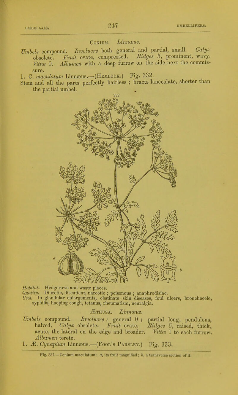 UMUKLLIFEltS. CoNiDM. Linnceus. Umbels compound. Involucre both goneral and partial, small. Calyx obsolete. Fmit ovate, compressed. Midges 5, prominent, wavy. Vittce 0. Albumen with a deep furrow on the side next the commis- sure. 1. C. maculatum Linnajus.—(Hemlock.) Fig. 332. Stem and all the parts perfectly hairless ; bracts lanceolate, shorter than the partial umbel. 332 Jlahitat. Hedgerows and waste places. Quality. Diuretic, discutieut, narcotic ; poisonous ; anaplu-odisiac. Uses. lu glandular enlargements, olDstinate skin diseases, foul ulcers, bronchocele, syphilis, hooping cough, tetanus, rheumatism, ueui-algia. ^THUSA. Linnceus. Umbels compound. Involucre : general 0 ; partial long, pendulous, halved. Calyx obsolete. Fruit ovate. Eidges 5, raised, thick, acute, the lateral on the edge and broader. Vittoi 1 to each furrow. Albumen terete. 1. M. Cynapium Linnajus.—(Fool's Paiisley.) Fig. 333. Fig. 332.—Coiiium maculntum; a, its fruit ningnifled; 6, a transvei-so section of it.