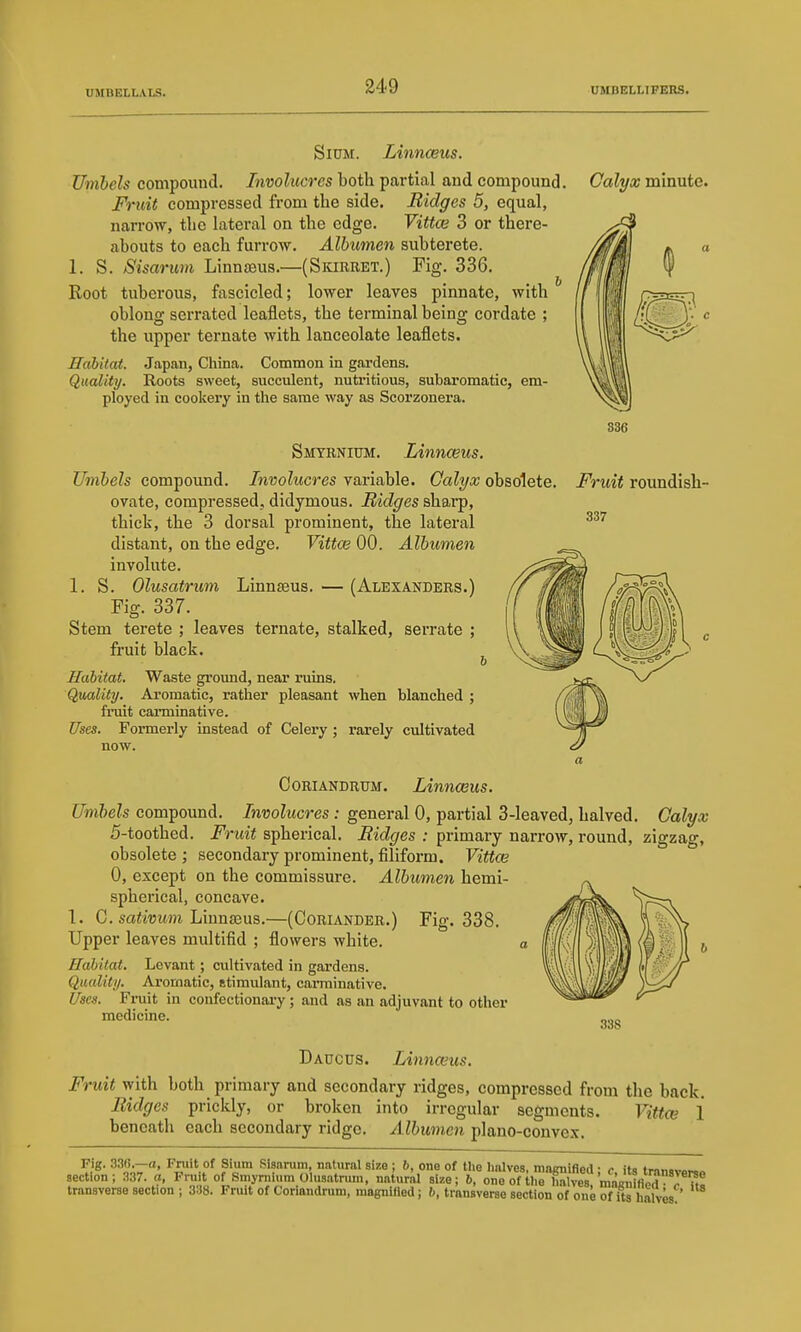 Calyx minute. SiUM. Linnceus. Umbels compound. Involucres both partial and compound. Fruit compressed from the side. Ridges 5, equal, narrow, the lateral on the edge. Vittce 3 or there- abouts to each furrow. Albumen subterete. 1. S. Sisarum Linnaeus.—(Skirret.) Fig. 336. Root tuberous, fascicled; lower leaves pinnate, with oblong seiTated leaflets, the terminal being cordate ; the upper ternate with lanceolate leaflets. JTabltat. Japan, China. Common in gardens. Quality. Roots sweet, succulent, nutritious, subaromatic, em- ployed in cookery in the same way as Scorzonera. Smtrnitjm. Linnceus. Umbels compound. Involucres variable. Calyx obsolete. Fruit roundish- 337 ovate, compressed, didymous. Ridges sharp, thick, the 3 dorsal prominent, the lateral distant, on the edge. Vittce 00. Albumen involute. 1. S. Olusatrum Linnteus.—(Alexanders.) Fig. 337. Stem terete ; leaves ternate, stalked, serrate ; fruit black. Habitat. Waste ground, near ruins. Quality. Aromatic, rather pleasant when blanched ; finiit carminative. Uses. Formerly instead of Celery ; rarely cultivated now. CORIANDRUM. LinncGus. Umbels compound. Involucres : general 0, partial 3-leaved, halved. Calyx 5-toothed. Fruit spherical. Ridges : primary narrow, round, zigzag, obsolete ; secondary prominent, filiform. Vittce 0, except on the commissure. Albumen hemi- spherical, concave. 1. (j. sativum lAnnssm.—(Coriander.) Fig. 338. Upper leaves multifid ; flowers white, a Habitat. Levant; cultivated in gardens. Quality. Aromatic, stimulant, carminative. Ifses. Fruit in confectionary ; and as an adjuvant to other medicine. 33S Daucds. Linnceus. Fruit with both primary and secondary ridges, compressed from the back. Ridges pricldy, or broken into irregular segments. Vittcn 1 beneath each secondary ridge. Albumen plano-convex. Fig. 33G.—a, Fniit of Sium Pisnrum, natural size ; &, one of the halves, maimified ■ c iti frnnovo...^ section ; 337. a, Fruit of Smjmium Olusatrum, natural size; 6, one of the Mv^es7ma«X^^ transverse section ; 3:J8. Fruit of Coriandrum, raagnilled; b, transverse section of one of its halves.