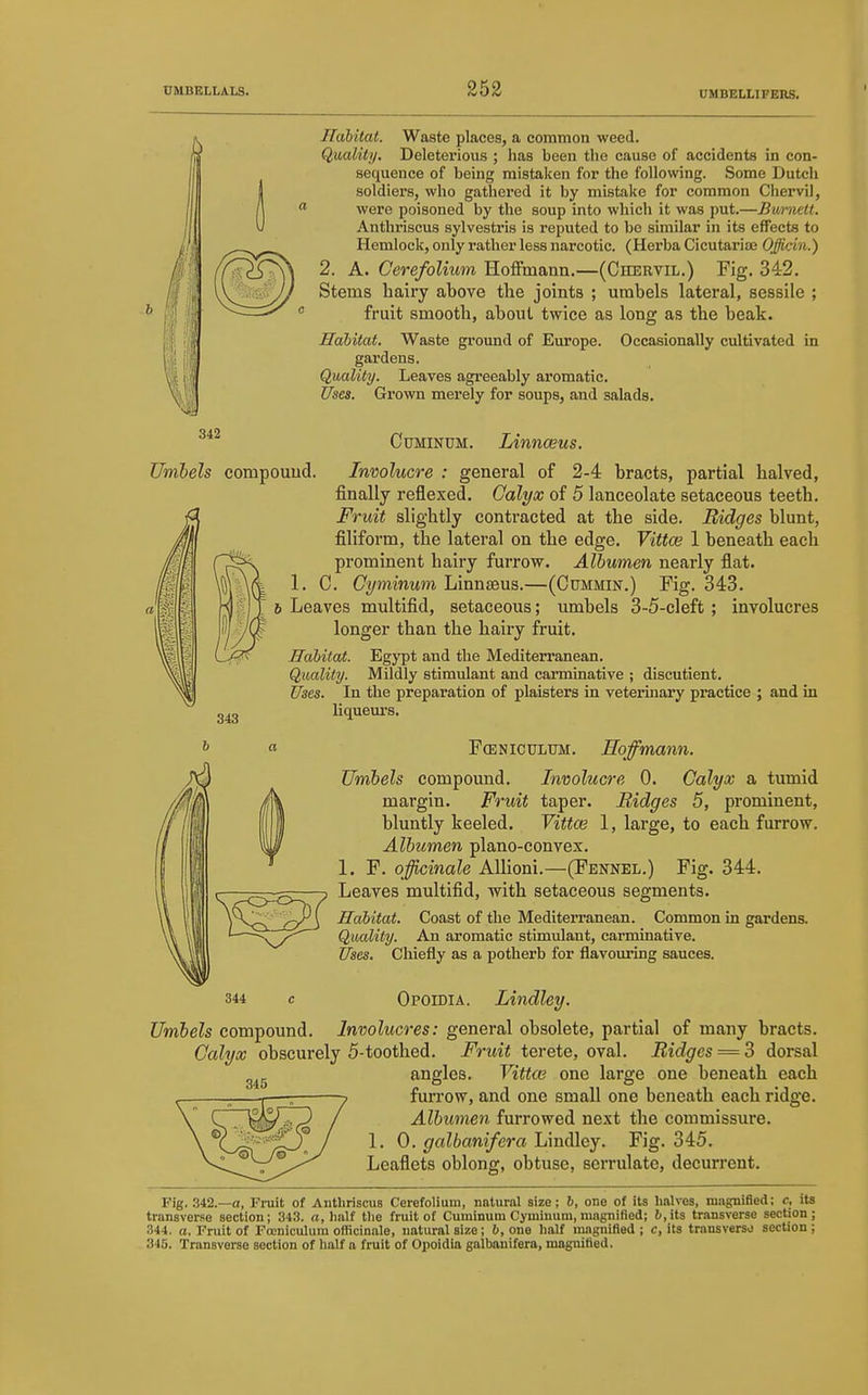 Habitat. Waste places, a common weed. Quality. Deleterious ; has been the cause of accidents in con- sequence of being mistaken for the following. Some Dutch soldiers, who gathered it by mistake for common Cliervil, were poisoned by the soup into which it was put.—Bwnelt. Anthriscus sylvestris is reputed to be similar in its effects to Hemlock, only rather less narcotic. (Herba Cicutariae Qffidn.) 2. A. Cerefolium Hoffmann.—(Chervil.) Fig. 342. Stems hairy above the joints ; umbels lateral, sessile ; fruit smooth, about twice as long as the beak. Habitat. Waste ground of Europe. Occasionally cultivated in gardens. Quality. Leaves agreeably aromatic. Uses. Grown merely for soups, and salads. CuMiNUM. Linnceus. Umbels compound. Involucre : general of 2-4 bracts, partial halved, finally reflexed. Calyx of 5 lanceolate setaceous teeth. Fruit slightly contracted at the side. Ridges blunt, filiform, the lateral on the edge. Vittce 1 beneath each prominent hairy furrow. Albumen nearly flat. C. Cyminum Linnaeus.—(Cummin.) Fig. 343. 6 Leaves multifid, setaceous; umbels 3-5-cleft ; involucres longer than the hairy fruit. Habitat. Egypt and the Mediterranean. Quality. Mildly stimulant and carminative ; discutient. Uses. In the preparation of plaisters in veterinary practice ; and in liqueui's. 1. 343 b a FffiNictJLtTM. Eofmann. Umbels compound. Involucre 0. Calyx a tumid margin. Fruit taper. Ridges 5, prominent, bluntly keeled. Vittce 1, large, to each furrow. Albumen plano-convex. 1. F. officinale AUioni.—(Fennel.) Fig. 344. Leaves multifid, with setaceous segments. Habitat. Coast of the Mediterranean. Common in gardens. Quality. An aromatic stimulant, carminative. Uses. Chiefly as a potherb for flavouring sauces. 344 OpomiA. Lindley. Umbels compound. Involucres: general obsolete, partial of many bracts. Calyx obscurely 5-toothed. Fruit terete, oval. Ridges = 3 dorsal angles. Vittce one large one beneath each furrow, and one small one beneath each ridge. Albumen furrowed next the commissure. 1. 0. galbanifera Lindley. Fig. 345. Leaflets oblong, obtuse, serrulate, decurrent. Fig. 342.—a, Fruit of Anthriscus Cerefolium, natural size; 6, one of its halves, magnified; c, its transverse section; 343. n, half the fruit of CuminumCyminum,magnified; &,its transverse section; 344. a, Fruit of Focniculum ofiicinale, natiural size; 6, one half magnified ; c, its transverso section ; 345. Transverse section of half a fruit of Opoidia galbanifera, magnified.