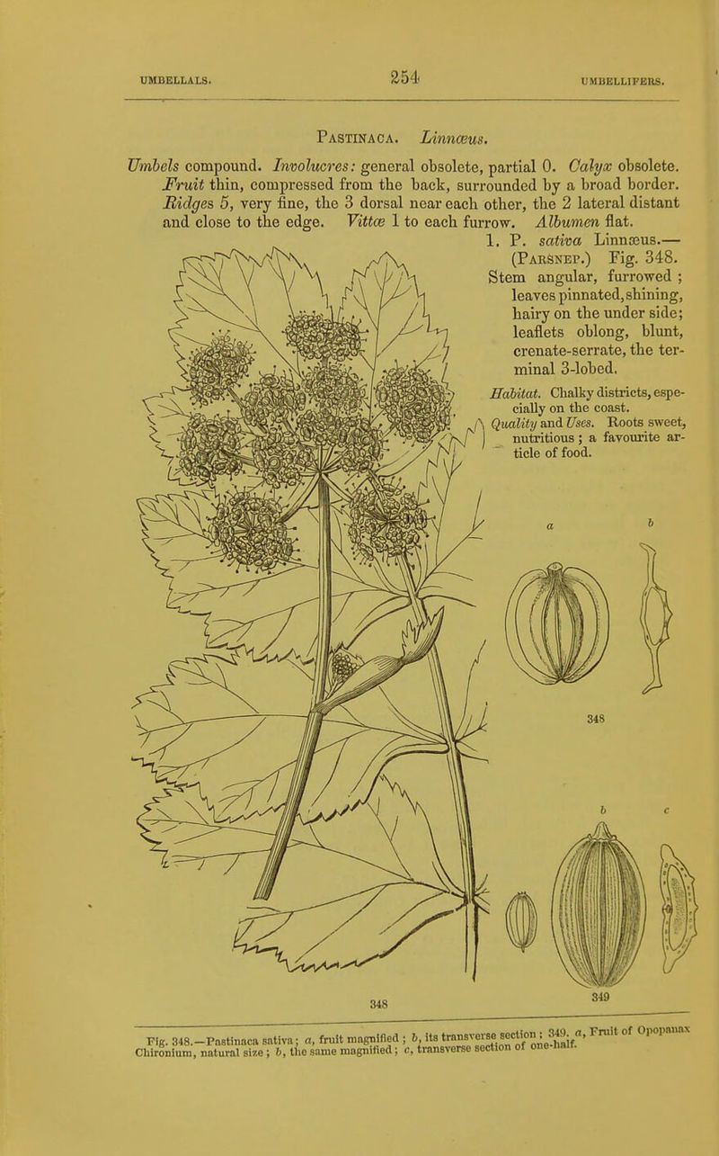 Pastinaca. Linnceus. Umbels compound. Involucres: general obsolete, partial 0. Calyx obsolete. Fruit thin, compressed from the back, surrounded by a broad border. Ridges 5, very fine, the 3 dorsal near each other, the 2 lateral distant and close to the edge. Vittce 1 to each furrow. Albumen flat. 1. P. sativa Linna3us.— (Parsnep.) Fig. 348. Stem angular, furrowed ; leaves pinnated, shining, hairy on the under side; leaflets oblong, blunt, crenate-serrate, the ter- minal 3-lobed, Habitat. Chalky districts, espe- cially on the coast. /^ Quality and Uses. Roots sweet, nutritious; a favotu-ite ar- ticle of food. Fig. 348.-PaBtinaca sntiva; a, fruit magplfiod ; 6 its ^^Zf^I'^H^M Cliironium, natural sire; h, tlie same magnified; c, transverse section of one nait.
