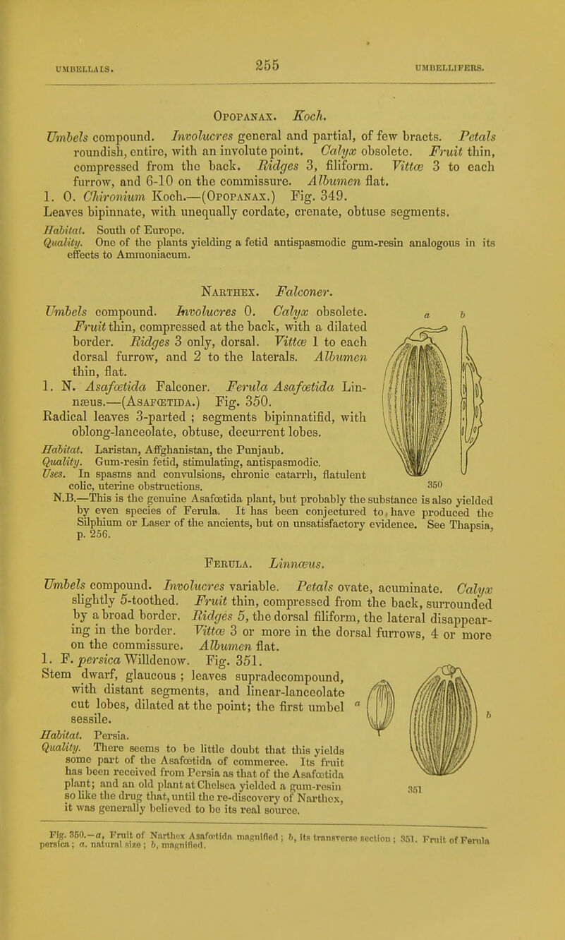 OroPANAX. Koch. Umbels compound. Involucres general and partial, of few bracts. Petals roundish, entire, Avith an involute point. Calyx obsolete. Fruit thin, compressed from the back. Ridges 3, filiform. Vittoe 3 to each furrow, and 6-10 on the commissiu-e. Alhumc7i flat. 1. 0. CMronium Koch.—(Opopanax.) Fig. 349. Leaves bipinnate, with unequally cordate, crenate, obtuse segments. Habitat. South of Europe. Quality. One of the plants yielding a fetid antispasmodic gum-resin analogous in its effects to Amraoniacum. Narthex. Falconer. Umbels compound. Involucres 0. Calyx obsolete. Fruit thin, compressed at the back, with a dilated border. Bidges 3 only, dorsal. Vittce 1 to each dorsal fm-row, and 2 to the laterals. Albumen thin, flat. 1. N. Asafcetida Falconer. Ferula Asafoetida Lin- ngsus.—(Asafcetida.) Fig. 350. Radical leaves 3-parted ; segments bipinnatifid, with oblong-lanceolate, obtuse, decurrent lobes. Habitat. Laristan, Affghanistan, the Punjaub. Qmlity. Gum-resin fetid, stimulating, antispasmodic. Uses. In spasms and convulsions, chronic catarrh, flatulent colic, uterine obstructions. N.B.—Tliis is the genuine Asafoetida plant, but probably the substance is also yielded by even species of Ferula. It has been conjectured to, have produced the Silphium or Laser of the ancients, but on unsatisfactory evidence. See Thapsia p. 256. ^ ' 350 Ferula, Linnwus. Umbels compound. Involucres variable. Petals ovate, acuminate. Calyx slightly 5-toothed. Fruit thin, compressed from the back, surrounded by a broad border, Bidges 5, the dorsal filiform, the lateral disappear- ing in the border. Vittai 3 or more in the dorsal furrows, 4 or more on the commissure. Albumen flat. 1. ¥. persicaWilldenow. Fig. 351. Stem dwarf, glaucous ; leaves supradecompound, with distant segments, and linear-lanceolate cut lobes, dilated at the point; the first umbel sessile. Habitat. Persia. Quality. There seems to be little doubt that this yields some part of the Asafoetida of commerce. Its fruit has been received from Persia as that of the Asafoetida plant; and an old plant at Chelsea yielded a gum-resin 80 like the drag that, until the re-discovery of Narthex, it was generally believed to be its i-eal source. Fig. 350.-a, Fruit of Narthex Asivfrotida mngnlfied ; &, its tmnsverse section ; S.*;!. Fniit of Peniln persicji; n. natural size; 6, mnRiiifloti. « oi reniia