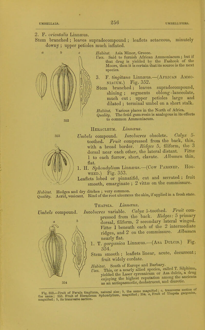 2. F. orientalis Liuaaeus. Stem branclied ; leaves supradecompound ; leaflets setaceous, minutely downy ; upper petioles much inflated. Habitat. Asia Minor, Greece. Uses. Said to fui-nish African Ammoniacum; but if that drug is yielded by the Fashook of the Moors, then it is certain that its soui-ce is the next species. 3. F. tingitana Linnaeus.—(Afhican Ammo- niacum.) Fig. 352. Stem branclied; leaves supradecompound, shining ; segments oblong-lanceolate, much cut ; upper petioles large and dilated ; terminal umbel on a short stalk. Habitat. Vai'ious places in the North of Afi-ica. Quality. The fetid gum-resin is analogous in its effects to common Ammoniacum. Hebacleum. Linnaeus. 353 Umbels compound. Involucres obsolete. Calyx 5- toothed. Fruit compressed from the back, thin, with a broad border. Bidges 5, filiform, the 3 dorsal near each other, the lateral distant. Vittce 1 to each furrow, short, clavate. Albumen thin, flat. 1. H. Sphondylium Linnseus.—(Cow Parsnep. Hog- weed.) Fig. 353. Leaflets lobed or pinnatifid, cut and serrated ; fruit smooth, emarginate ; 2 vittte on the commissure. Habitat. Hedges and dry ditches ; very common. , u * * QualUy. Acrid, vesicant. Rind of the root ulcerates the skm, if apphed in a fresh state. 352 Umbels compound. 364 Thapsia. LinncBus. Involucres variable. Calyx 5-toothed. Fruit com- pressed from the back. Bidges: 5 primary dorsal, filiform, 2 secondary lateral winged. Vittas 1 beneath each of the 2 intermediate ridges, and 2 on the commissure. Albumen nearly flat. 1. T. garganica Linnaeus.—(Asa Ddlcis.) Fig. 354. Stem smooth ; leaflets Unear, acute, decurrent; fruit widely cordate. Habitat. South of Eui-ope and Barbai-y. c-i^i,;„n. This, or a nearly alUed species, called T. Silphmm, Yielded the Laser cyrenaicum or Asa dulcis, a drug enioying the highest reputation among tlie ancients as an antispasmodic, deobstruent, and diuretic. Fig.352.-Fruit of Fei-ula tingitana natural size; ^fi^^^gg'^'^'l^^t'if%~ the same; 353. Fruit of Heracloum Spliondylium, magnified, idi. a.iruiv u y magnified; b, its transverse section.