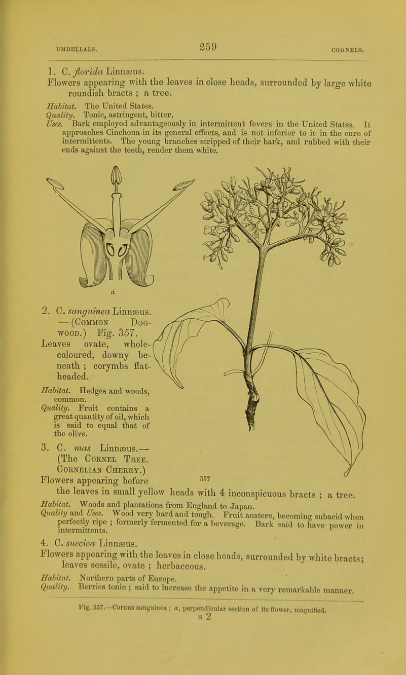 1. C. Jlorida Linn£eus. Flowers appearing with the leaves in close heads, surrounded by large white roundish bracts ; a tree. Habitat. The United States. Quality. Tonic, astringent, bitter. Uses. Bark employed advantageously in intermittent fevers in the United States. It approaches Cinchona in its general effects, and is not inferior to it in the cure of intermittents. The young branches stripped of their bark, and rubbed with their ends against the teeth, render them white. 2. C. san^m'nea Linnaeus. — (ComoN Dog- wood.) Fig. 357. Leaves ovate, whole- coloured, downy be- neath ; corymbs flat- headed. Habitat. Hedges and woods, common. Quality. Fruit contains a great quantity of oil, which is said to equal that of the olive. 3. C. mas Linnaeus.— (The Cornel Tree. Cornelian Cherry.) Flowers appearing before the leaves in small yellow heads with 4 inconspicuous bracts ; a tree. Habitat. Woods and plantations from England to Japan. Qiuaity&-ai Uses. Wood very hard and tough. Fruit austere, becoming subacid when perfectly ripe ; formerly fermented for a beverage. Bark said to have power in mtermittents. ' 4. C. suecica Linnaeus. Flowers appearing with the leaves in close heads, surrounded by white bracts; leaves sessile, ovate ; herbaceous. Habitat. Northern parts of Europe. Quality. Berries tonic ; said to increase the appetite in a very remarkable manner. 357 Fig. .SS?.—Cornus sanguinea; a, perpondiculnr section of its flower, mngnified. S 2