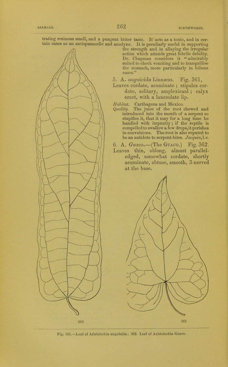 mUTUWOHTS. trating resiuous smell, and a pungent bitter taste. It acts as a tonic, and in cer- tain cases as an antispasmodic and anodyne. It is peculiarly useful in supporting the strength and in allaying the iiTegular action which attends gi-eat febrile debility. Dr. Cliapman considers it  admiraljly suited to chock vomiting and to tranquillise the stomach, more particularly in bilious cases. 5. A. anguicida hmniBUs. Fig. 361. Leaves cordate, acuminate ; stipules cor- date, solitary, amplexicaul ; calyx erect, with a lanceolate lip. Habitat. Carthagena and Mexico. Quality. The juice of the root chewed and introduced into the mouth of a serpent so stupifies it, that it may for a long time be handled with impunity; if the reptile is compelled to swallow a few drops, it perishes in convulsions. The root is also reputed to be an antidote to serpent-bites. Jacquin,\. c. 6. A. (?Maco.—(The GuAco.) Fig. 362. Leaves thin, oblong, almost parallel- edged, somewhat cordate, shortly acuminate, obtuse, smooth, 3-nerved at the base. 362 361 Fig. 361.—Leaf of Arlstolocliia nnguicidn; 362. Leaf of Arislolocliin Gunco.