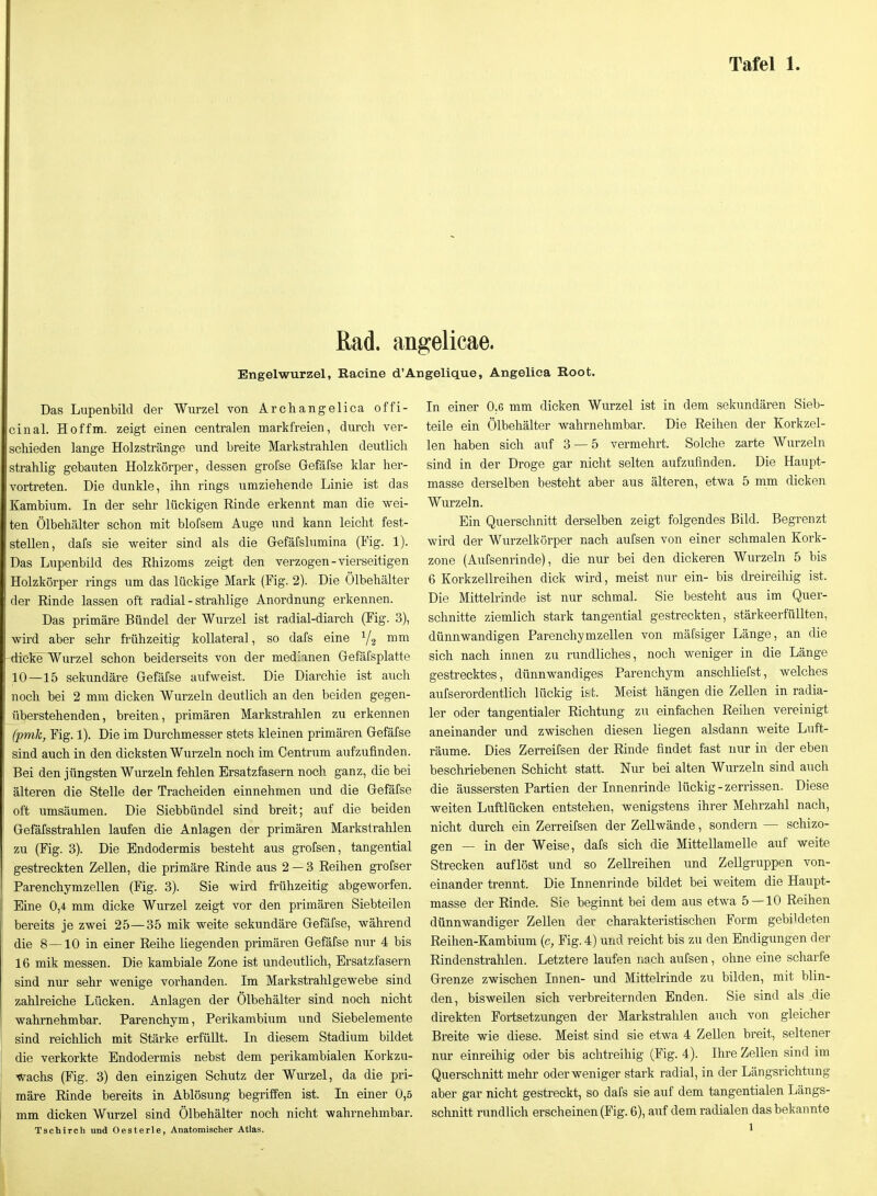 Rad. angelicae. Engelwurzel, Racine d'Angelique, Angelica Root. Das Lupenbild der Wxirzel von Archangelica offi- cinal. Hoffm. zeigt einen centralen markfreien, durch ver- schieden lange Holzstränge und breite Markstrahlen deutlich strahlig gebauten Holzkörper, dessen grofse Gefäfse klar her- vortreten. Die dunkle, ihn rings umziehende Linie ist das Kambium. In der sehr lückigen Rinde erkennt man die wei- ten Ölbehälter schon mit blofsem Auge und kann leicht fest- stellen, dafs sie weiter sind als die Gefäfslumina (Fig. 1). Das Lupenbild des Ehizoms zeigt den verzogen-vierseitigen Holzkörper rings um das lückige Mark (Fig. 2). Die Ölbehälter der Rinde lassen oft radial - strahlige Anordnung erkennen. Das primäre Bündel der Wurzel ist radial-diarch (Fig. 3), wird aber sehr frühzeitig kollateral, so dafs eine Y2 mm -dicketurzel schon beiderseits von der med'anen Gefäfsplatte 10—15 sekundäre Gefäfse aufweist. Die Diarchie ist auch noch bei 2 mm dicken Wurzeln deutlich an den beiden gegen- überstehenden, breiten, primären Markstrahlen zu erkennen (pmk, Fig. 1). Die im Durchmesser stets kleinen primären Gefäfse sind auch in den dicksten Wurzeln noch im Centrum aufzufinden. Bei den jüngsten Wurzeln fehlen Ersatzfasern noch ganz, die bei älteren die Stelle der Tracheiden einnehmen und die Gefäfse oft umsäumen. Die Siebbündel sind breit; auf die beiden Gefäfsstrahlen laufen die Anlagen der primären Markstrahlen i zu (Fig. 3). Die Endodermis besteht aus grofsen, tangential gestreckten Zellen, die primäre Rinde aus 2 — 3 Reihen grofser Parenchymzellen (Fig. 3). Sie wird frühzeitig abgeworfen. Eine 0,4 mm dicke Wurzel zeigt vor den primären Siebteilen bereits je zwei 25—35 mik weite sekundäre Gefäfse, während die 8 —10 in einer Reihe liegenden primären Gefäfse nur 4 bis 16 mik messen. Die kambiale Zone ist undeutlich, Ersatzfasern sind nur sehr wenige vorhanden. Im Markstrahlgewebe sind zahlreiche Lücken. Anlagen der Ölbehälter sind noch nicht wahrnehmbar. Parenchym, Perikambium und Siebelemente sind reichlich mit Stärke erfüllt. In diesem Stadium bildet die verkorkte Endodermis nebst dem perikambialen Korkzu- wachs (Fig. 3) den einzigen Schutz der Wurzel, da die pri- [ märe Rinde bereits in Ablösung begriifen ist. In einer 0,5 I mm dicken Wurzel sind Ölbehälter noch nicht wahrnehmbar. I Tschirch und Oesterle, Anatomischer Atlas. In einer 0,6 mm dicken Wurzel ist in dem sekundären Sieb- teile ein Ölbehälter wahrnehmbar. Die Reihen der Korkzel- len haben sich auf 3 — 5 vermehrt. Solche zarte Wurzeln sind in der Droge gar nicht selten aufzufinden. Die Haupt- masse derselben besteht aber aus älteren, etwa 5 mm dicken Wurzeln. Ein Querschnitt derselben zeigt folgendes Bild. Begrenzt wird der Wurzelkörper nach aufsen von einer schmalen Kork- zone (Aufsenrinde), die nur bei den dickeren Wurzeln 5 bis 6 Korkzellreihen dick wird, meist nur ein- bis dreireihig ist. Die Mittelrinde ist nur schmal. Sie besteht aus im Quer- schnitte ziemlich stark tangential gestreckten, stärkeerfüllten, dünnwandigen Parenchymzellen von mäfsiger Länge, an die sich nach innen zu rundliches, noch weniger in die Länge gestrecktes, dünnwandiges Parenchym anschliefst, welches aufserordentlich lückig i&t. Meist hängen die Zellen in radia- ler oder tangentialer Richtung zu einfachen Reihen vereinigt aneinander und zwischen diesen liegen alsdann weite Luft- räume. Dies Zerreifsen der Rinde findet fast nur in der eben beschriebenen Schicht statt. Nur bei alten Wiu'zeln sind auch die äussersten Partien der Innenrinde lückig - zerrissen. Diese weiten Luftlücken entstehen, wenigstens ihrer Mehrzahl nach, nicht durch ein Zerreifsen der ZeUwände, sondern — schizo- gen — in der Weise, dafs sich die Mittellamelle auf weite Strecken auflöst und so Zellreihen und ZeUgruppen von- einander trennt. Die Innenrinde bildet bei weitem die Haupt- masse der Rinde. Sie beginnt bei dem aus etwa 5 — 10 Reihen dünnwandiger Zellen der charakteristischen Form gebildeten Reihen-Kambium (c, Fig. 4) und reicht bis zu den Endigungen der Rindenstrahlen. Letztere laufen nach aufsen, ohne eine scharfe Grenze zwischen Innen- und Mittelrinde zu bilden, mit blin- den, bisweilen sich verbreiternden Enden. Sie sind als die direkten Fortsetzungen der Markstrahlen auch von gleicher Breite wie diese. Meist sind sie etwa 4 ZeUen breit, seltener nur einreihig oder bis achtreihig (Fig. 4). Ihre Zellen sind im Querschnitt mehr oder weniger stark radial, in der Längsrichtung aber gar nicht gestreckt, so dafs sie auf dem tangentialen Längs- schnitt rundlich erscheinen (Fig. 6), auf dem radialen das bekannte 1