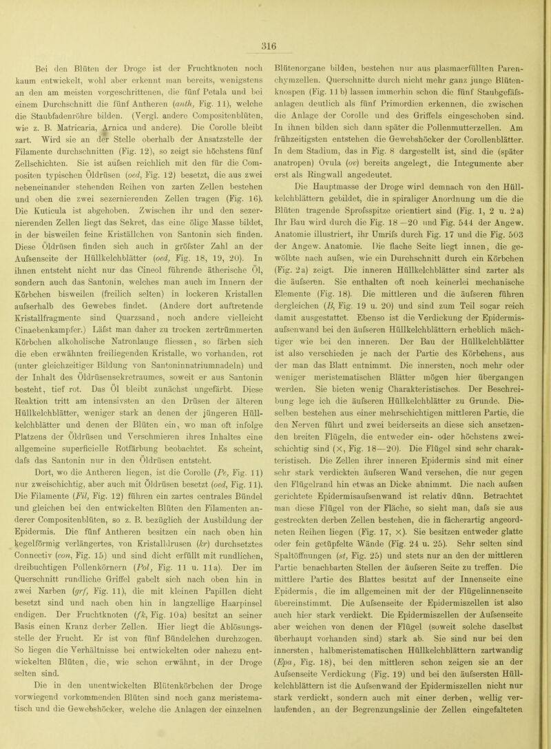 Bei den Blüten der Droge ist der Fruchtknoten noch kaum entwickelt, wohl aber erkennt man bereits, wenigstens an den am meisten vorgeschrittenen, die fünf Petala und bei einem Durchschnitt die fünf Antheren {anth, Fig. 11), welche die Staubfadenrühre bilden. (Yei-gl. andere Compositenblüten, wie z. B. Matricaria, Arnica und andere). Die CoroUe bleibt zart. Wird sie an der Stelle oberhalb der Ansatzstelle der Filamente durchschnitten (Fig. 12), so zeigt sie höchstens fünf Zellschichten. Sie ist aufsen reichlich mit den für die Com- positen typischen Öldrüsen (oe(/, Fig. 12) besetzt, die aus zwei nebeneinander stehenden Eeihen von zarten Zellen bestehen und oben die zwei sezernierendeu Zellen tragen (Fig. 16). Die Kuticula ist abgehoben. Zwischen ihr und den sezer- nierendeu Zellen liegt das Sekret, das eine ölige Masse bildet, in der bisweilen feine Kriställchen von Santonin sich finden. Diese Öldrüsen finden sich auch in gröfster Zahl an der Aufsenseite der Hüllkelchblätter {oed, Fig. 18, 19, 20). In ihnen entsteht nicht nur das Cineol führende ätherische Öl, sondern auch das Santonin, welches man auch im Innern der Körbchen bisweilen (freilich selten) in lockeren Kristallen aufserhalb des Gewebes findet. (Andere dort auftretende Kristallfragmente sind Quarzsand, noch andere vielleicht Cinaebenkampfer.) Läfst man daher zu trocken zertrümmerten Körbchen alkoholische Natronlauge fliessen, so färben sich die eben erwähnten freiliegenden Kristalle, wo vorhanden, rot (unter gleichzeitiger Bildung von Santoninnatriumnadeln) und der Inhalt des Öldrüsensekretraumes, soweit er aus Santonin besteht, tief rot. Das Öl bleibt zunächst ungefärbt. Diese Reaktion tritt am intensivsten an den Drüsen der älteren Hüllkelchblätter, weniger stark an denen der jüngeren HüU- kelchblätter und denen der Blüten ein, wo man oft infolge Platzens der Öldrüsen und Verschmieren ihres Inhaltes eine allgemeine superficielle Rotfärbung beobachtet. Es scheint, dafs das Santonin nur in den Öldrüsen entsteht. Dort, wo die Antheren liegen, ist die CoroUe {Pe, Fig. 11) nur zweischichtig, aber auch mit Öldrüsen besetzt {oed, Fig. 11). Die Filamente [Fil, Fig. 12) fühien ein zartes centrales Bündel und gleichen bei den entwickelten Blüten den Filamenten an- derer Compositenblüten, so z. B. bezüglich der Ausbildung der Epidei'mis. Die fünf Antheren besitzen ein nach oben hin kegelförmig verlängertes, von Kristalldrusen [kr) durchsetztes Connectiv (cow, Fig. 15) und sind dicht erfüllt mit rundlichen, dreibuchtigen Pollenkörnern {Pol, Fig. 11 u. IIa). Der im Querschnitt rundliche Griffel gabelt sich nach oben hin in zwei Narben (grf, Fig. 11), die mit kleinen Papillen dicht besetzt sind und nach oben hin in langzellige Haarpinsel endigen. Der Fruchtknoten (//«, Fig. 10 a) besitzt an seiner Basis einen Kranz derber Zellen. Hier liegt die Ablösungs- stelle der Frucht. Er ist von fünf Bündelchen durchzogen. So liegen die Verhältnisse bei entwickelten oder nahezu ent- wickelten Blüten, die, wie schon erwähnt, in der Di-oge selten sind. Die in den unentwickelten Blütenkörbchen der Droge vorwiegend vorkommenden Blüten sind noch ganz meristema- tisch und die Gewebshöcker, welche die Anlagen der einzelnen Blfltenorgane bilden, bestellen nur aus plasmaorfüUten Paren- chymzelleu. Querschnitte durch nicht mehi' ganz junge Blüten- knospen (Fig. IIb) lassen immerhin schon die fünf Staubgefäfs- anlagen deutlich als fünf Primordien erkennen, die zwischen die Anlage der Corolle und des Griffels eingeschoben sind. In ihnen bilden sich dann später die Pollenmutterzellen. Am frühzeitigsten entstehen die Gewebshöcker der Corollenblätter. In dem Stadium, das in Fig. 8 dargestellt ist, sind die (später anatropen) Ovula {ov) bereits angelegt, die Integumente aber erst als Ringwall angedeutet. Die Hauptmasse der Droge wird demnach von den Hüll- kelchblättern gebildet, die in spiraliger Anordnung um die die Blüten tragende Sprofsspitze orientiert sind (Fig. 1, 2 u. 2 a) Ihr Bau wird durch die Fig. 18 —20 >ind Fig. 544 der Angew. Anatomie illustriert, ihr ümrifs durch Fig. 17 und die Fig. 503 der AngcAv. Anatomie. Die flache Seite liegt innen, die ge- wölbte nach aufsen, wie ein Durchschnitt durch ein Körbchen (Fig. 2 a) zeigt. Die inneren Hüllkelchblätter sind zarter als die äufseren. Sie enthalten oft noch keinerlei mechanische Elemente (Fig. 18). Die mittleren und die äufseren führen dergleichen (5, Fig. 19 u. 20) und sind zum Teil sogar reich damit ausgestattet. Ebenso ist die Verdickung der Epidermis- aufsenwand bei den äufseren Hüllkelchblättern erheblich mäch- tiger wie bei den inneren. Der Bau der Hüllkelchblätter ist also verschieden je nach der Partie des Körbchens, aus der man das Blatt entnimmt. Die innersten, noch mehr oder weniger meristematischen Blätter mögen hier übergangen werden. Sie bieten wenig Charakteristisches. Der Beschrei- bung lege ich die äufseren Hüllkelchblätter zu Grunde. Die- selben bestehen aus einer mehrschichtigen mittleren Partie, die den Nerven führt und zwei beiderseits an diese sich ansetzen- den breiten Flügeln, die entweder ein- oder höchstens zwei- schichtig sind (x, Fig. 18—20). Die Flügel sind sehr charak- teristisch. Die Zellen ihrer inneren Epidermis sind mit einer sehr stark verdickten äufseren Wand versehen, die nur gegen den Flügelrand hin etwas an Dicke abnimmt. Die nach aufsen gerichtete Epidermisaufsenwand ist relativ dünn. Betrachtet man diese Flügel von der Fläche, so sieht man, dafs sie aus gestreckten derben Zellen bestehen, die in fächerartig angeord- neten Reihen liegen (Fig. 17, X). Sie besitzen entweder glatte oder fein getüpfelte Wände (Fig. 24 u. 25). Sehr selten sind Spaltöffnungen {st, Fig. 25) und stets nur an den der mittleren Partie benachbarten Stellen der äufseren Seite zu treffen. Die mittlere Partie des Blattes besitzt auf der Innenseite eine Epidermis, die im allgemeinen mit der der Flügelinnenseite übereinstimmt. Die Aufsenseite der Epidermiszellen ist also auch hier stark verdickt. Die Epidermiszellen der Aufsenseite aber weichen von denen der Flügel (soweit solche daselbst überhaupt vorhanden sind) stark ab. Sie sind nur bei den innersten, halbmeristematischen Hüllkelchblättern zartwandig {Epa, Fig. 18), bei den mittleren schon zeigen sie an der Aufsenseite Verdickung (Fig. 19) und bei den äufsersten HüU- kelchblättern ist die Aufsenwand der Epidermiszellen nicht nur stark verdickt, sondern auch mit einer derben, wellig ver- laufenden, an der Begrenzungslinie der Zellen eingefalteten