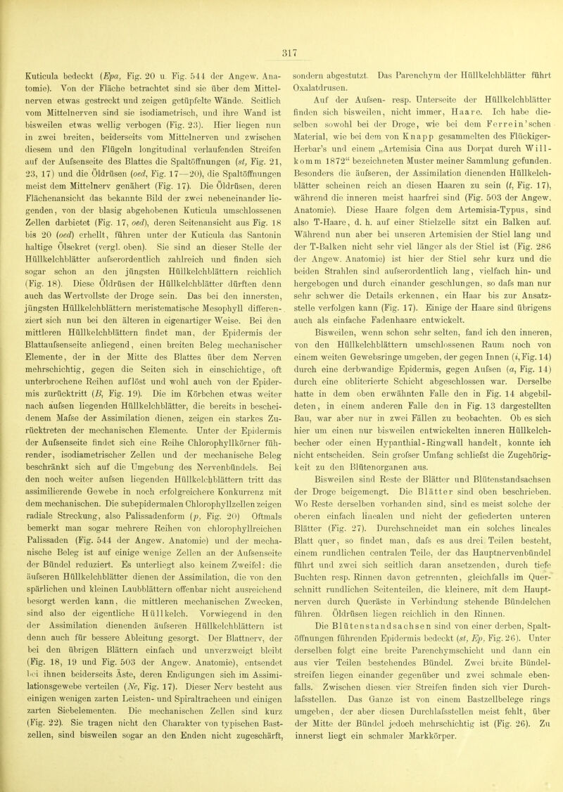 Euticula bedeckt (Epa, Fig. 20 u. Fig. 544 der Angew. Ana- tomie). Von der Fläche betrachtet sind sie über dem Mittel- nerven etwas gestreckt und zeigen getüpfelte Wände. Seitlich vom Mittelnerven sind sie isodiametrisch, und ihre Wand ist bisweilen etwas wellig verbogen (Fig. 23). Hier liegen nun in zwei breiten, beiderseits vom Mittelnerven und zwischen diesem und den Flügeln longitudinal verlaufenden Streifen auf der Aufsenseite des Blattes die Spaltöffnungen (st, Fig. 21, 23, 17) und die Öldrüsen (oed^ Fig. 17—20), die Spaltöi¥nungen meist dem Mittelnerv genähert (Fig. 17). Die Öldrüsen, deren Flächenansicht das bekannte Bild der zwei nebeneinander lie- genden, von der blasig abgehobenen Euticula umschlossenen Zellen darbietet (Fig. 17, oed), deren Seitenansicht aus Fig. 18 bis 20 (oed) erhellt, führen unter der Euticula das Santonin haltige Olsekret (vergl. oben). Sie sind an dieser Stelle der Hüllkelchblätter aufserordentlich zahlreich und finden sich sogar schon an den jüngsten Hüllkelchblättern reichlich (Fig. 18). Diese Öldrüsen der Hüllkelchblätter dürften denn auch das Wertvollste der Droge sein. Das bei den innersten, jüngsten Hüllkelchblättern meristematische Mesophyll differen- . ziert sich nun bei den älteren in eigenartiger Weise. Bei den mittleren Hüllkelchblättern findet man, der Epidermis der Blattaufsenseite anliegend, einen breiten Beleg mechanischer Elemente, der in der Mitte des Blattes über dem Kerven mehrschichtig, gegen die Seiten sich in einschichtige, oft unterbrochene Reihen auflöst und wohl auch von der Epider- mis zurücktritt (B, Fig. 19). Die im Eörbeben etwas weiter nach aiufsen liegenden Hüllkelchblätter, die bereits in beschei- denem Mafse der Assimilation dienen, zeigen ein starkes Zu- rücktreten der mechanischen Elemente. Unter der Epidermis der Aufsenseite findet sich eine Eeihe Chlorophyllkörner füh- render, isodiametrischer Zellen und der mechanische Beleg beschränkt sich auf die Umgebung des Nervenbündels. Bei den noch weiter aufsen liegenden Hüllkelchblättern tritt das assimilierende Gewebe in noch erfolg'-eichere Eonkurrenz mit dem mechanischen. Die subepidermalen Chlorophyllzellen zeigen radiale Streckung, also Palissadenform (p, Fig. 20) Oftmals bemerkt man sogar mehrere Reihen von chlorophyllreichen Palissaden (Fig. 544 der Angew. Anatomie) und der mecha- nische Beleg ist auf einige wenige Zellen an der Aufsenseite der Bündel reduziert. Es unterliegt also keinem Zweifel: die äufseren Hüllkelchblätter dienen der Assimilation, die von den spärlichen und kleinen Laubblättern offenbar nicht ausreichend besorgt werden kann, die mittleren mechanischen Zwecken, sind also der eigentliche Hüllkelch. Vorwiegend in den der Assimilation dienenden äufseren Hüllkelchblättern ist denn auch für bessere Ableitung gesorgt. Der Blattnerv, der bei den übrigen Blättern einfach und unverzweigt bleibt (Fig. 18, 19 und Fig. 503 der Angew. Anatomie), entsendet lioL ihnen beiderseits Äste, deren Endigungen sich im Assimi- lationsgewebe verteilen (Ne, Fig. 17). Dieser Nerv besteht aus einigen wenigen zarten Leisten- und Spiraltracheen und einigen zarten Siebelementen. Die mechanischen Zellen sind kurz (Fig. 22). Sie tragen nicht den Charakter von typischen Bast- zellen, sind bisweilen sogar an den Enden nicht zugeschärft. sondern abgestutzt. Das Parenchyra der Hüllkelchblätter führt Oxalatdrusen. Auf der Aufsen- resp. Unterseite der Hüllkelchblätter finden sich bisweilen, nicht immer, Haare. Ich habe die- selben sowohl bei der Droge, wie bei dem Ferre in'sehen Material, wie bei dem von Enapp gesammelten des Flückiger- Herbar's und einem „Artemisia Cina aus Dorpat durch Will- komm 1872 bezeichneten Muster meiner Sammlung gefunden. Besonders die äufseren, der Assimilation dienenden Hüllkelch- blätter scheinen reich an diesen Haaren zu sein (t, Fig. 17), während die inneren meist haarfrei sind (Fig. 503 der Angew. Anatomie). Diese Haare folgen dem Artemisia-Typus, sind also T-Haare, d. h. auf einer Stielzelle sitzt ein Balken auf. Während nun aber bei unseren Artemisien der Stiel lang und der T-Balken nicht sehr viel länger als der Stiel ist (Fig. 286 der Angew. Anatomie) ist hier der Stiel sehr kurz und die beiden Strahlen sind aufserordentlich lang, vielfach hin- und liergebogen und durch einander geschlungen, so dafs man nur sehr schwer die Details erkennen, ein Haar bis zur Ansatz- steUe verfolgen kann (Fig. 17). Einige der Haare sind übrigens auch als einfache Fadenhaare entwckelt. Bisweilen, wenn schon sehr selten, fand ich den inneren, von den Hüllkelchblättern umschlossenen Raum noch von einem weiten Gewebsringe umgeben, der gegen Innen (*,Fig. 14) durch eine derb wandige Epidermis, gegen Aufsen (a, Fig. 14) durch eine obliterierte Schicht abgeschlossen war. Derselbe hatte in dem oben erwähnten Falle den in Fig. 14 abgebil- deten, in einem anderen Falle den in Fig. 13 dargestellten Bau, war aber nur in zwei Fällen zu beobachten. Ob es sich hier um einen nur bisweilen entwickelten inneren Hüllkelch- becher oder einen Hypantliial-Ringwall handelt, konnte ich nicht entscheiden. Sein grol'ser Umfang schliefst die Zugehörig- keit zu den Blütenorganen aus. Bisweilen sind Reste der Blätter und Blütenstandsachsen der Droge beigemengt. Die Blätter sind oben beschrieben. Wo Reste derselben vorhanden sind, sind es meist solche der oberen einfach liiiealen und nicht der gefiederten unteren Blätter (Fig. 27). Durchschneidet man ein solches lineales Blatt quer, so findet man, dafs es aus drei Teilen besteht, einem rundlichen centralen Teile, der das Hauptnervenbündel führt und zwei sich seitlich daran ansetzenden, durch tiefe Buchten resp. Rinnen davon getrennten, gleichfalls im Quer- schnitt rundlichen Seitenteilen, die kleinere, mit dem Haupt- nerven durch Queräste in Verbindung stehende Bündelchen führen. Öldrüsen liegen reiclüich in den Rinnen. Die Blütenstandsachsen sind von einer derben, Spalt- öffnungen führenden Epidermis bedeckt (st, Ep, Fig. 26). Unter derselben folgt eine breite Parenchymsehicht und dann ein aus vier Teilen bestehendes Bündel. Zwei br*,ite Bündel- streifen liegen einander gegenüber und zwei schmale eben- falls. Zwischen diesen vier Streifen finden sich vier Durch- lafsstellen. Das Ganze ist von einem Bastzellbelege rings umgeben, der aber diesen Durchlafsstellen meist fehlt, über der Mitte der Bündel jedoch mehi-schichtig ist (Fig. 26). Zu innerst liegt ein schmaler Markkörper.