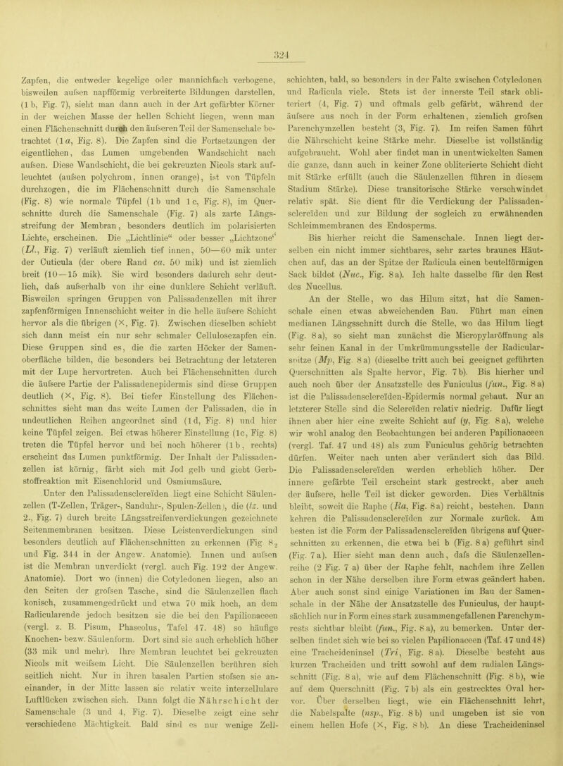 Zapfen, die entweder kegelige oder mannichfach verbogene, bisweilen aulsen napfförmig verbreiterte Bildungen darstellen, (1 b, Fig. 7), sieht man dann aiich in der Art gefärbter Körner in der weichen Masse der hellen Schicht liegen, wenn man einen Flächenschnitt dur<rii den äul'seren Teil der Samenschale be- trachtet (la, Fig. 8). Die Zapfen sind die Fortsetzungen der eigentlichen, das Lumen umgebenden Wandschicht nach aufsen. Diese Wandschicht, die bei gekreuzten Nicols stark auf- leuchtet (aufsen polychrom, innen orange), ist von Tüpfeln durchzogen, die im Flächenschnitt durch die Samenschale (Fig. 8) wie normale Tüpfel (1 b und 1 c, Fig. 8), im Quer- schnitte durch die Samenschale (Fig. 7) als zarte Längs- streifung der Membran, besonders deutlich im polarisierten Lichte, erscheinen. Die „Lichtlinie oder besser „Lichtzone' {LI., Fig. 7) verläuft ziemlich tief innen, 50—60 mik unter der Cuticula (der obere Eand ca. 50 mik) und ist ziemlich breit (10 — 15 mik). Sie wird besonders dadurch sehr deut- lich, dals aufserhalb von ihr eine dunklere Schicht verläuft. Bisweilen springen Gruppen von Palissadenzellen mit ihrer zapfenförmigen Innenschicht weiter in die helle äufsere Schicht hervor als die übrigen (x, Fig. 7). Zwischen dieselben schiebt sich dann meist ein nur sehr schmaler Cellulosezapfen ein. Diese Gruppen sind es, die die zarten Höcker der Samen- oberfläche bilden, die besonders bei Betrachtung der letzteren mit der Lupe hervortreten. Auch bei Flächenschnitten durch die äufeere Partie der Palissadenepidermis sind diese Gruppen deutlich (X, Fig. 8). Bei tiefer Einstellung des Flächen- schnittes sieht man das weite Lumen der Palissaden, die in undeutlichen Eeihen angeordnet sind (Id, Fig. 8) und hier keine Tüpfel zeigen. Bei etwas höherer Einstellung (Ic, Fig. 8) treten die Tüpfel hervor und bei noch höherer (Ib, rechts) erscheint das Lumen punktförmig. Der Inhalt der Palissaden- zellen ist körnig, färbt sich mit Jod gelb und giebt Gerb- stoffreaktion mit Eisenchlorid und Osmiumsäure. Unter den Palissadensclereiden liegt eine Schicht Säulen- zellen (T-Zellen, Träger-, Sanduhr-, Spulen-Zellen), die {k. und 2., Fig. 7) durch breite Längsstreifenverdickungen gezeichnete Seitenmembranen besitzen. Diese Leistenverdickungen sind besonders deutlich auf Flächenschnitten zu erkennen (Fig 82 und Fig. 344 in der Angew. Anatomie). Innen und aufsen ist die Membran unverdickt (vergl. auch Fig. 192 der Angew. Anatomie). Dort wo (innen) die Cotyledonen liegen, also an den Seiten der grofsen Tasche, sind die Säulenzellen flach konisch, zusammengedrückt und etwa 70 mik hocli, an dem Radicularende jedoch besitzen sie die bei den Papilionaceen (vergl. z. B. Pisum, Phaseolus, Tafel 47. 48) so häufige Knochen- bezw. Säulenform. Dort sind sie auch erheblich höher (33 mik und mehr). Ihre Membran leuchtet bei gekreuzten Nicols mit weifsem Licht. Die Säulenzellen berühren sich seitUch nicht. Nur in ihren basalen Partien stofsen sie an- einander, in der Mitte lassen sie relativ weite interzellulare Luftlücken zwischen sich. Dann folgt die Nährschicht der Samenschale (8 und 4, Fig. 7). Dieselbe zeigt eine sehr verschiedene Mächtigkeit. Bald sind es nui- wenige Zell- schichten, bald, so besonders in der Falte zwischen Cotyledonen und Radicula viele. Stets ist der innerste Teil stark obli- teriert (4, Fig. 7) und oftmals gelb gefärbt, während der äufsere aus noch in der Form erhaltenen, ziemlich grofsen Parenchymzellen besteht (3, Fig. 7). Im reifen Samen führt die Nälirschicht keine Stärke mehr. Dieselbe ist vollständig aufgebraucht. Wohl aber findet man in unentwickelten Samen die ganze, dann auch in keiner Zone obliterierte Schicht dicht mit Stärke erfüllt (auch die Säulenzellen führen in diesem Stadium Stärke). Diese transitorische Stärke verschwindet relativ spät. Sie dient für die Verdickung der Palissaden- sclereiden und zur Bildung der sogleich zu erwähnenden Schleimmembranen des Endosperms. Bis hierher reicht die Samenschale. Innen liegt der- selben ein nicht immer sichtbares, sehr zartes braunes Häut- chen auf, das an der Spitze der Radicula einen beuteltörmigen Sack bildet {Nuc., Fig. 8 a). Ich halte dasselbe für den Rest des Nucellus. An der Stelle, wo das Hilum sitzt, hat die Samen- schale einen etwas abweichenden Bau. Führt man einen medianen Längsschnitt durch die Stelle, wo das Hilum liegt (Fig. 8 a), so sieht man zunächst die MicropylarÖffnung als sehr feinen Kanal in der Umkrümmungsstelle der Radicular- snitze {Mp, Fig. 8 a) (dieselbe tritt auch bei geeignet geführten Querschnitten als Spalte hervor, Fig. 7b). Bis hierher und auch noch über der Ansatzstelle des Funiculus {fiin., Fig. 8 a) ist die Palissadensclereiden-Epidermis normal gebaut. Nur an letzterer Stelle sind die Sclereiden relativ niedrig. Dafür liegt ihnen aber hier eine zweite Schicht auf {y, Fig. 8 a), welche wir wohl analog den Beobachtungen bei anderen Papilionaceen (vergl. Taf. 47 und 48) als zum Funiculus gehörig betrachten düi'fen. Weiter nach unten aber verändert sich das Bild. Die Palissadensclereiden werden erheblich höher. Der innere gefärbte Teil erscheint stark gestreckt, aber auch der äufsere, helle Teil ist dicker geworden. Dies Verhältnis bleibt, soweit die Raphe {Ba. Fig. 8a) reicht, bestehen. Dann kehren die Palissadensclereiden zur Normale zurück. Am besten ist die Form der Palissadensclereiden übrigens auf Quer- schnitten zu erkennen, die etwa bei b (Fig. 8 a) geführt sind (Fig. 7a). Hier sieht man denn auch, dafs die Säulenzellen- reihe (2 Fig. 7 a) über der Raphe fehlt, nachdem ihre ZeUen schon in der Nähe derselben ihre Form etwas geändert haben. Aber auch sonst sind einige Variationen im Bau der Samen- schale in der Nähe der Ansatzstelle des Funiculus, der haupt- sächlich nur in Form eines stark zusammengefallenen Parenchym- rests sichtbar bleibt (fun., Fig. 8 a), zu bemerken. Unter der- selben findet sich wie bei so vielen Papilionaceen (Taf. 47 und 48) eine Tracheideninsel (Tri, Fig. 8a). Dieselbe besteht aus kurzen Tracheiden und tritt sowohl auf dem radialen Längs- schnitt (Fig. 8 a), wie auf dem Flächenschnitt (Fig. 8 b), wie auf dem Querschnitt (Fig. 7 b) als ein gestrecktes Oval her- vor. Über derselben liegt, wie ein Flächenschnitt lehrt, die Nabelspalte {nS'p., Fig. 8 b) und umgeben ist sie von einem hellen Hofe (X, Fig. 8 b). An diese Tracheideninsel