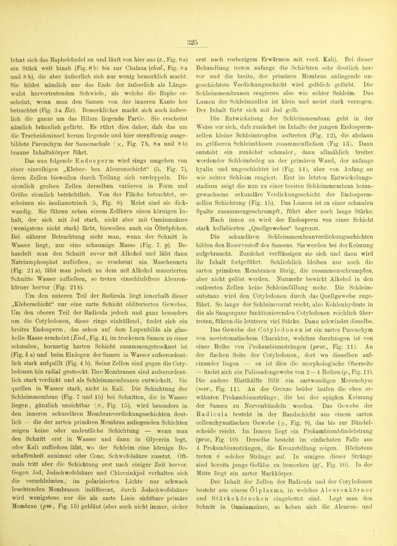 lehnt sich das Raphebündel an und läuft von hier aus (^., Fig. 8 a) ein Stück weit hinab (Fig. 8 b) bis zur Chalaza (chal., Fig. 8 a und 8 b), die aber äufserlich sich nur wenig bemerklich macht. Sie bildet nämlich nur das Ende der äufserlich als Längs- wulst hervortretenden Schwiele, als welche die Raphe er- scheint, wenn man den Samen von der inneren Kante her betrachtet (Fig. 3 a Ra). Bemerklicher macht sich auch äufser- lich die ganze um das Eilum liegende Partie. Sie erscheint nämlich bräunlich gefärbt. Es rührt dies daher, dafs das um die Tracheideninsel herum liegende und hier sternförmig ausge- bildete Pareuchym der Samenschale (x, Fig. 7 b, 8 a und 8 b) braune Inhaltskörper führt. Das nun folgende Endosperm wird rings umgeben von einer einreihigen „Kleber- bez. Aleuronschicht (5, Fig. 7), deren Zellen bisweilen durch Teilung sich verdoppeln. Die ziemlich grofsen Zellen derselben variieren in Form und Gröfse ziemlich beträchtlich. Von der Fläche betrachtet, er- scheinen sie isodiametrisch '^ö, Fig. 8). Meist sind sie dick- wandig. Sie führen neben einem Zellkern einen körnigen In- halt, der sich mit Jod stark, nicht aber mit Osmium säure (wenigstens nicht stark) färbt, bisweilen auch ein Oltröpfchen. Bei näherer Betrachtung sieht man, wenn der Schnitt in Wasser liegt, nur eine schaumige Masse (Fig. 7. ?/). Be- handelt man den Schnitt zuvor mit Alkohol und läfst dann Natriumphosphat zufliefsen, so erscheint ein Maschennetz (Fig. 21a), läfst man jedoch zu dem mit Alkohol mazerierten Schnitte Wasser zufliefsen, so treten einschlufsfreie Aleuron- körner hervor (Fig. 21b). Um den unteren Teil der Eadicula Uegt innerhalb dieser „Kleberschicht nur eine zarte Schicht obliterierten Gewebes. Um den oberen Teil der Radicula jedoch und ganz besonders um die Cotyledonen, diese rings einhüllend, findet sich ein breites Endosperm, das schon auf dem Lupenbilde als glas- helle Masse erscheint {End., Fig. 4), im trockenen Samen zu einer sehmalen, hornartig harten Schicht zusammengetrocknet ist (Fig. 4 a) und beim Einlegen der Samen in Wasser aufserordent- lich stark aufquillt (Fig. 4 b). Seine Zellen sind gegen die Coty- ledonen hin radial gestreckt. Ihre Membranen sind aufserordent- lich stark verdickt und als Schleimmembranen entwickelt. Sie queUen in Wasser stark, nicht in Kali. Die Schichtung der Schleimmembran (Fig. 7 und 15) bei Schnitten, die in Wasser liegen, gänzlich unsichtbar (X, Fig. 15), wird besonders in den inneren sekundären Membranverdickungsschichten deut- lich — die der zarten primären Membran anliegenden Schichten zeigen keine oder undeutliche Schichtung — wenn man den Schnitt erst in Wasser und dann in Glycerin legt, oder Kali zufliefsen läfst, wo der Schleim eine körnige Be- schaffenheit annimmt oder Gonc. Schwefelsäure zusetzt. Oft- mals tritt a,ber die Schichtung erst nach einiger Zeit hervor. Gegen Jod, Jodschwefelsäure und Chlorzinkjod verhalten sich die verschleimten, im polarisierten Lichte nur schwach leuchtenden Membranen indifferent, durch Jodschwefelsäure wird wenigstens nur die als zarte Linie sichtbare primäre Membran (^;m., Fig. 15) gebläut (aber auch nicht immer, sicher erst nach vorherigem Erwärmen mit verd. Kali). Bei dieser Behandlung treten anfangs die Schichten sehr deutlich her- vor und die breite, der primären Membran anliegende un- geschichtete Verdickungsschicht wird gelblich gefärbt. Die Schleimraembranen reagieren also wie echter Schleim. Das Lumen der Schleimzellen ist klein und meist stark verzogen. Der Inhalt färbt sich mit Jod gelb. Die Entwickelung der Schleimmembran geht in der Weise vor sich, dafs zunächst im Inhalte der jungen Endosperm- zellen kleine Schleimtropfen auftreten (Fig. 12), die alsdann zu gröfseren Schleimblasen zusammenfliefsen (Fig. 13). Dann entsteht ein zunächst schmaler, dann allmählich breiter werdender Schleimbeleg an der primären Wand, der anfangs hyalin und ungeschichtet ist (Fig. 14), aber von Anfang an wie echter Schleim reagiert. Erst im letzten Entwickelungs- stadium zeigt die nun zu einer breiten Schleimmembran heran- gewachsene sekundäre Verdickungsschicht der Endosperm- zellen Schichtung (Fig. 15). Das Lumen ist zu einer schmalen Spalte zusammengeschrumpft, führt aber noch lange Stärke. Nach innen zu wird der Endosperm von einer Schicht stark kollabierten „Quellgewebes begrenzt. Die sekundären Schleimmembranverdickungsschichten bilden den Reservestoff des Samens. Sie werden bei der Keimung aufgebraucht. Zunächst verflüssigen sie sich und dann wird ihr Inhalt fortgeführt. Schliefslich bleiben nur noch die zarten primären Membranen übrig, die zusammenschrumpfen, aber nicht gelöst werden. Nunmehr bewirkt Alkohol in den entleerten Zellen keine Schleimfällung mehr. Die Schleim- substanz wird den Cotyledonen durch das Quellgewebe zuge- führt. So lange der Schleim verrat reicht, also Kohlenhydrate in die als Saugorgane funktionierenden Cotyledonen reichlich über- treten, führen die letzteren viel Stärke. Dann schwindet dieselbe. Das Gewebe der Cotyledonen ist ein zartes Parenchym von meristematischem Charakter, welches durchzogen ist von einer Reihe von Prokambiumsträngen {proc, Fig. 11). An der flachen Seite der Cotyledonen, dort wo dieselben auf- einander liegen — es ist dies die morphologische Oberseite — findet sich ein Palissadengewebe von 2—4 Reihen (p., Fig. 11). Die andere Blatthälfte füllt ein zartwandiges Merenchym {mer., Fig. 11). An der Grenze beider laufen die eben er- wähnten Prokambiumstränge, die bei der epigäen Keimung der Samen zu Nervenbündeln werden. Das Gewebe der Radicula besteht in der Randschicht aus einem zarten collenchymatischen Gewebe (x, Fig. 9), das bis zur Bündel- scheide reicht. Im Innern liegt ein Prokambiumbündelstrang (proc, Fig. 10). Derselbe besteht im einfachsten Falle aus 4 Prokambiumsträngen, die Kreuzstellung zeigen. Höchstens treten 8 solcher Stränge auf. In einigen dieser Stränge sind bereits junge Gefäfse zu bemerken {gf., Fig. 10). In der Mitte liegt ein zarter Markkörper. Der Inhalt der Zellen der Radicula und der Cotyledonen besteht aus einem Ölplasma, in welches Aleuronkörner und Stärkekörnchen eingebettet sind. Legt man den Schnitt in Osmiumsäure, so heben sich die Aleui'on- und