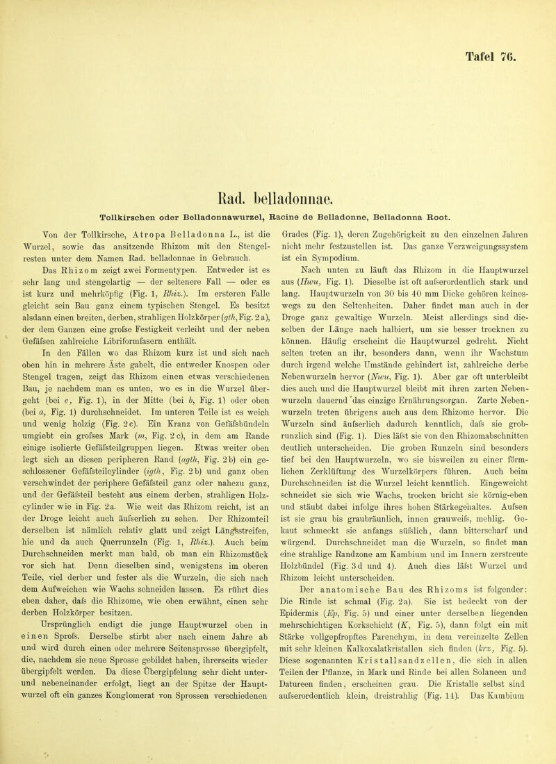 Rad. beliadonnae. Tollkirschen oder Belladonnawurzel, Racine de Belladonne, Belladonna Root. Von der Tollkirsche, Atropa Belladonna L., ist die Wurzel, sowie das ansitzende Rliizom mit den Stengel- resten unter dem Namen Rad. beliadonnae in Gebrauch. Das Rhizom zeigt zwei Formen typen. Entweder ist es sehr lang und stengelartig — der seltenere Fall — oder es ist kurz und mehrköpfig (Fig. 1, Rhiz.). Im ersteren Falle gleicht sein Bau ganz einem typischen Stengel. Es besitzt alsdann einen breiten, derben, strahligen Holzkörper (gth, Fig. 2 a), der dem Ganzen eine grofse Festigkeit verleiht und der neben Gefäfsen zahlreiche Libriformfasern enthält. In den Fällen wo das Rhizom kurz ist und sich nach oben hin in mehrere Äste gabelt, die entweder Knospen oder Stengel tragen, zeigt das Rhizom einen etwas verschiedenen Bau, je nachdem man es unten, wo es in die Wurzel über- geht (bei c, Fig. l), in der Mitte (bei b, Fig. 1) oder oben (bei a, Fig. 1) durchschneidet. Im unteren Teile ist es weich und wenig holzig (Fig. 2 c). Ein Kranz von Gefäfsbündeln umgiebt ein grofses Mark («i, Fig. 2 c), in dem am Rande einige isolierte Gefäfsteilgruppen liegen. Etwas weiter oben legt sich an diesen peripheren Rand {agth, Fig. 2 b) ein ge- schlossener Gefäfsteilcylinder {igth, Fig. 2 b) und ganz oben verschwindet der periphere Gefäfsteil ganz oder nahezu ganz, und der Gefäfsteil besteht aus einem derben, strahligen Holz- cylinder wie in Fig. 2a. Wie weit das Rhizom reicht, ist an der Droge leicht auch äufserlich zu sehen. Der Rhizomteil derselben ist nämlich relativ glatt und zeigt Läng^streifen, hie und da auch Querrunzeln (Fig. 1, Rhiz.). Auch beim Durchschneiden merkt man bald, ob man ein Rhizomstück vor sich hat. Denn dieselben sind, wenigstens im oberen Teile, viel derber und fester als die Wurzeln, die sich nach dem Aufweichen wie Wachs schneiden lassen. Es rührt dies eben daher, dafs die Rhizome, wie oben erwähnt, einen sehr derben Holzkörper besitzen. Ursprünglich endigt die junge HauptAvurzel oben in einen Sprofs. Derselbe stirbt aber nach einem Jahre ab und wird durch einen oder mehrere Seitensprosse übergipfelt, die, nachdem sie neue Sprosse gebildet haben, ihrerseits wieder übergipfelt werden. Da diese Übergipfelung sehr dicht unter- und nebeneinander erfolgt, liegt an der Spitze der Haupt- wurzel oft ein ganzes Konglomerat von Sprossen verschiedenen Grades (Fig. 1), deren Zugehörigkeit zu den einzelnen Jahren nicht mehr festzustellen ist. Das ganze Yerzweigungssystem ist ein Sympodium. Nach unten zu läuft das Rhizom in die Hauptwurzel aus [Hwu, Fig. 1). Dieselbe ist oft aufserordentlich stark und lang. Hauptwurzeln von 30 bis 40 mm Dicke gehören keines- wegs zu den Seltenheiten. Daher findet man auch in der Droge ganz gewaltige Wurzeln. Meist allerdings sind die- selben der Länge nach halbiert, um sie besser trocknen zu können. Häufig erscheint die Hauptwurzel gedreht. Nicht selten treten an ihr, besonders dann, wenn ihr Wachstum durch irgend welche Umstände gehindert ist, zahlreiche derbe Nebenwurzeln hervor [Nwu, Fig. 1). Aber gar oft unterbleibt dies auch und die Hauptwurzel bleibt mit ihren zarten Neben- wurzeln dauernd'das einzige Ernährungsorgan. Zarte Neben- wurzeln treten übrigens auch aus dem Rhizome hervor. Die Wurzeln sind äufserlich dadurch kenntlich, dafs sie grob- runzlich sind (Fig. 1). Dies läfst sie von den Rhizomabschnitten deutlich unterscheiden. Die groben Runzeln sind besonders tief bei den Hauptwurzeln, wo sie bisweilen zu einer förm- lichen Zerklüftung des Wurzelkörpers führen. Auch beim Durchschneiden ist die Wurzel leicht kenntlich. Eingeweicht schneidet sie sich wie Wachs, trocken bricht sie körnig-eben und stäubt dabei infolge ihres hohen Stärkegenaltes. Aufsen ist sie grau bis graubräunlich, innen grauweifs, mehlig. Ge- kaut schmeckt sie anfangs süfslich, dann bitterscharf und würgend. Durchschneidet man die Wurzeln, so findet man eine strahlige Randzone am Kambium und im Innern zerstreute Holzbündel (Fig. 3d und 4). Auch dies läfst Wurzel und Rhizom leicht unterscheiden. Der anatomische Bau des Rhizoms ist folgender: Die Rinde ist schmal (Fig. 2 a). Sie ist bedeckt von der Epidermis {E^)., Fig. 5) und einer unter derselben liegenden mehrschichtigen Korkschicht [K, Fig. 5), dann folgt ein mit Stärke vollgepfropftes Parenchym, in dem vereinzelte Zellen mit sehr kleinen Kalkoxalatkristallen sich finden {krz, Fig. 5). Diese sogenannten Kristallsandzellen, die sich in allen Teilen der Pflanze, in Mark und Rinde bei allen Solaneen und Datureen finden, erscheinen grau. Die Kristalle selbst sind aufserordentlich klein, dreistrahlig (Fig. 14). Das Kambium