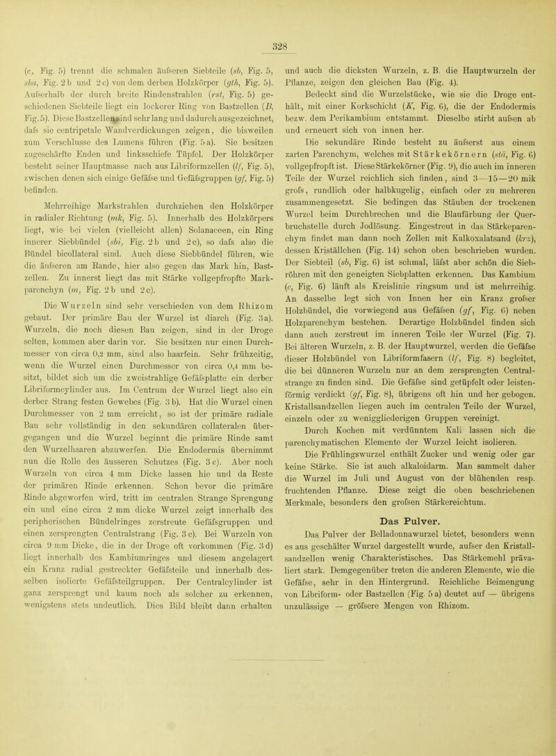 328 (c, Fig. 5) trennt die schmalen äiil'seren Siebteile {sb, Fig. 5, sba, Fig. 2 b und 2 c) von dem derben Holzkürper {gtk, Fig. 5). Aufsei'lialb der durch breite Rindenstrahlen {rst, Fig. 5) ge- schiedenen Siebteile liegt ein lockerer Ring von Bastzellen [B, Fig. 5). Diese Bastzellei^ind sehr lang und dadurch ausgezeichnet, dal's sie centripetale Wand Verdickungen zeigen, die bisweilen zum Verschlusse des Lumens führen (Fig. 5 a). Sie besitzen zugeschärfte Enden und linksschiefe Tüpfel. Der Holzkörper besteht seiner Hauptmasse nach aus Libriformzellen (//', Fig. 5), zwischen denen sicli einige Gefäfse und Gefäfsgruppen (yf, Fig. 5) befinden. Mehrreihige Markstrahlen durchziehen den Holzkörper in radialer Richtung {nik, Fig. 5). Innerhalb des Holzkörpers liegt, -wie bei vielen (vielleicht allen) Solanaceen, ein Ring innerer Siebbündel (sbi, Fig. 2 b und 2 c), so dafs also die Bündel bicollateral sind. Auch diese Siebbündel führen, wie die äufeeren am Rande, hier also gegen das Mark hin, Bast- zellen. Zu innerst liegt das mit Stärke vollgepfropfte Mark- parenchyn (m, Fig. 2 b und 2 c). Die Wurzeln sind sehr verschieden von dem Rhizom gebaut. Der primäre Bau der Wurzel ist diarch (Fig. ;3a). Wurzeln, die noch diesen Bau zeigen, sind in der Droge selten, kommen aber darin vor. Sie besitzen nur einen Durch- messer von circa 0,2 mm, sind also haarfein. Sehr frühzeitig, wenn die Wurzel einen Durchmesser von circa 0,4 mm be- sitzt, bildet sich um die zweistrahlige Gefäfsplatte ein derber Libriformcylinder aus. Im Centrum der Wurzel liegt also ein derber Strang festen Gewebes (Fig. 3 b). Hat die Wurzel einen Dui'chmesser von 2 mm erreicht, so ist der primäre radiale Bau sehr vollständig in den sekundären collateralen über- gegangen und die Wurzel beginnt die primäre Rinde samt den Wurzelhaaren abzuwerfen. Die Bndodermis übernimmt nun die Rolle des äusseren Schutzes (Fig. 3 c). Aber noch Wurzeln von circa 4 mm Dicke lassen hie und da Reste der primären Rinde erkennen. Schon bevor die piimäre Rinde abgeworfen wird, tritt im centralen Strange Sprengung ein und eine circa 2 mm dicke Wurzel zeigt innerhalb des peripherischen Bündelringes zerstreute Gefäfsgruppen und einen zersprengten Centraistrang (Fig. 3 c). Bei Wurzeln von circa 9 mm Dicke, die in der Droge oft vorkommen (Fig. 3 d) liegt innerhalb des Kambiumringes und diesem angelagert ein Kranz radial gestreckter Gefäfsteile und innerhalb des- selben isolierte Gefäfsteilgruppen. Der Centralcylinder ist ganz zersprengt und kaum nocli als solcher zu erkennen, wenigstens stets undeutlich. Dies Bild bleibt dann erhalten und auch die dicksten Wurzeln, z. B. die Hauptwurzeln der Pflanze, zeigen den gleichen Bau (Fig. 4). Bedeckt sind die Wurzelstücke, wie sie die Droge ent- hält, mit einer Korkschicht (If, Fig. G), die der Endodermis bezw. dem Perikambium entstammt. Dieselbe stirbt aufsen ab und erneuert sich von innen her. Die sekundäre Rinde besteht zu äufserst aus einem zarten Parenchym, welches mit Stärkekörnern {fiiä, Fig. G) vollgepfropft ist. Diese Stärkekörner (Fig. 9), die auch im inneren Teile der Wurzel reichlich sich finden, sind 3—15—20 mik grofs, rundlich oder halbkugelig, einfach oder zu mehreren zusammengesetzt. Sie bedingen das Stäuben der trockenen Wurzel beim Durchbrechen und die Blaufärbung der Quer- bruchstelle durch Jodlösung. Eingestreut in das Stärkeparen- chym findet man dann noch Zellen mit Kalkoxalatsand {krz)^ dessen Kriställchen (Fig. 14) schon oben beschrieben wurden. Der Siebteil {sb, Fig. G) ist sclimal, läfst aber schön die Sieb- röhren mit den geneigten Siebplatten erkennen. Das Kambium {(', Fig. 6) läuft als Kreislinie ringsum und ist mehrreihig. An dasselbe legt sich von Innen her ein Kranz grofser Holzbündel, die vorwiegend aus Gefäfsen (gf, Fig. G) neben Holzparenchym bestehen. Derartige Holzbündel finden sich dann auch zerstreut im inneren Teile der Wurzel (Fig. 7). Bei älteren Wurzeln, z. B. der Hauptwurzel, werden die Gefäfse dieser Holzbündel von Libriformfasern (//, Fig. 8) begleitet, die bei dünneren Wurzeln nur an dem zersprengten Centrai- strange zu finden sind. Die Gefäfse sind getüpfelt oder leisten- förmig verdickt (gf, Fig. 8), übrigens oft hin und her gebogen. Kristallsandzellen liegen auch im centralen Teile der Wurzel, einzeln oder zu weniggliederigen Gruppen vereinigt. Durch Kochen mit verdünntem Kall lassen sich die parenchymatischen Elemente der Wurzel leicht isolieren. Die Frühlingswurzel enthält Zucker und wenig oder gar keine Stärke. Sie ist auch alkaloidarm. Man sammelt daher die Wurzel im Juli und August von der blühenden resp. fruchtenden Pflanze. Diese zeigt die oben beschriebenen Merkmale, besonders den grofsen Stärkereichtum. Das Pulver. Das Pulver der Belladonnawurzel bietet, besonders wenn es aus geschälter Wurzel dargestellt wurde, aufser den Kristall- sandzellen wenig Charakteristisches. Das Stärkemehl präva- liert stark. Demgegenüber treten die anderen Elemente, wie die Gefäfse, sehr in den Hintergrund. Reichliche Beimengung von Libriform- oder Bastzellen (Fig. 5 a) deutet auf — übrigens unzulässige — gröfsere Mengen von Rhizom.